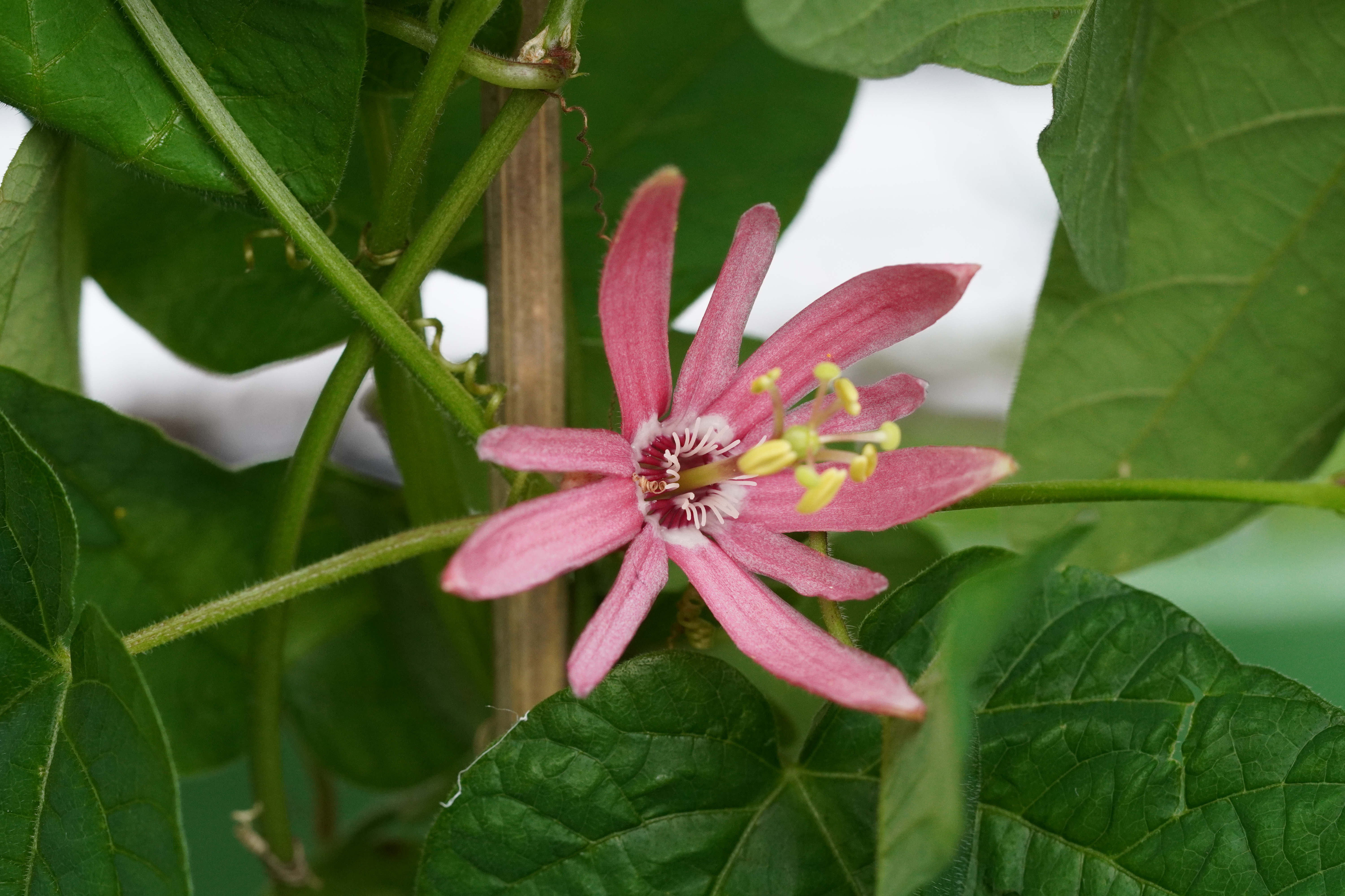 Passiflora sanguinolenta