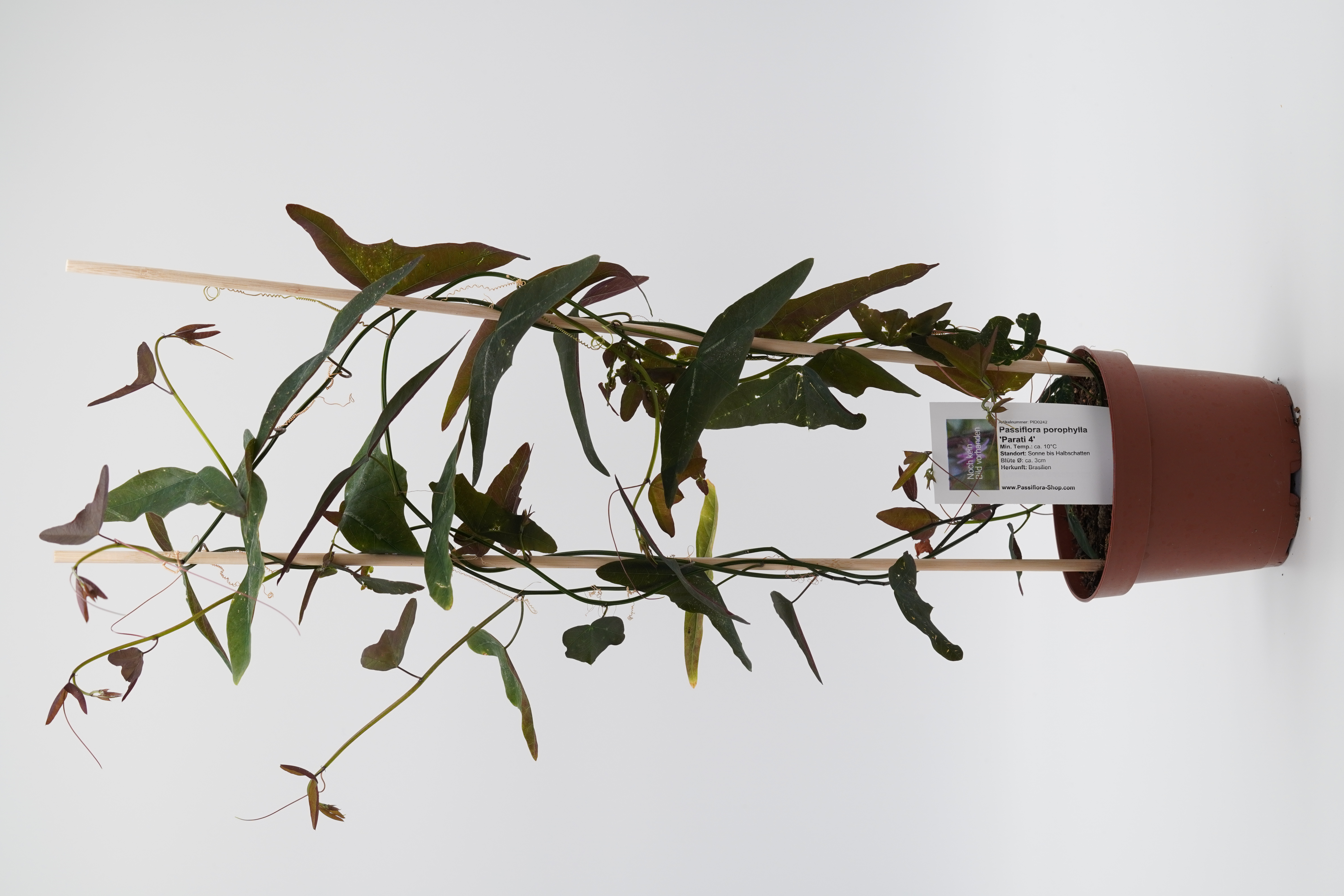 Passiflora porophylla 'Parati 4'