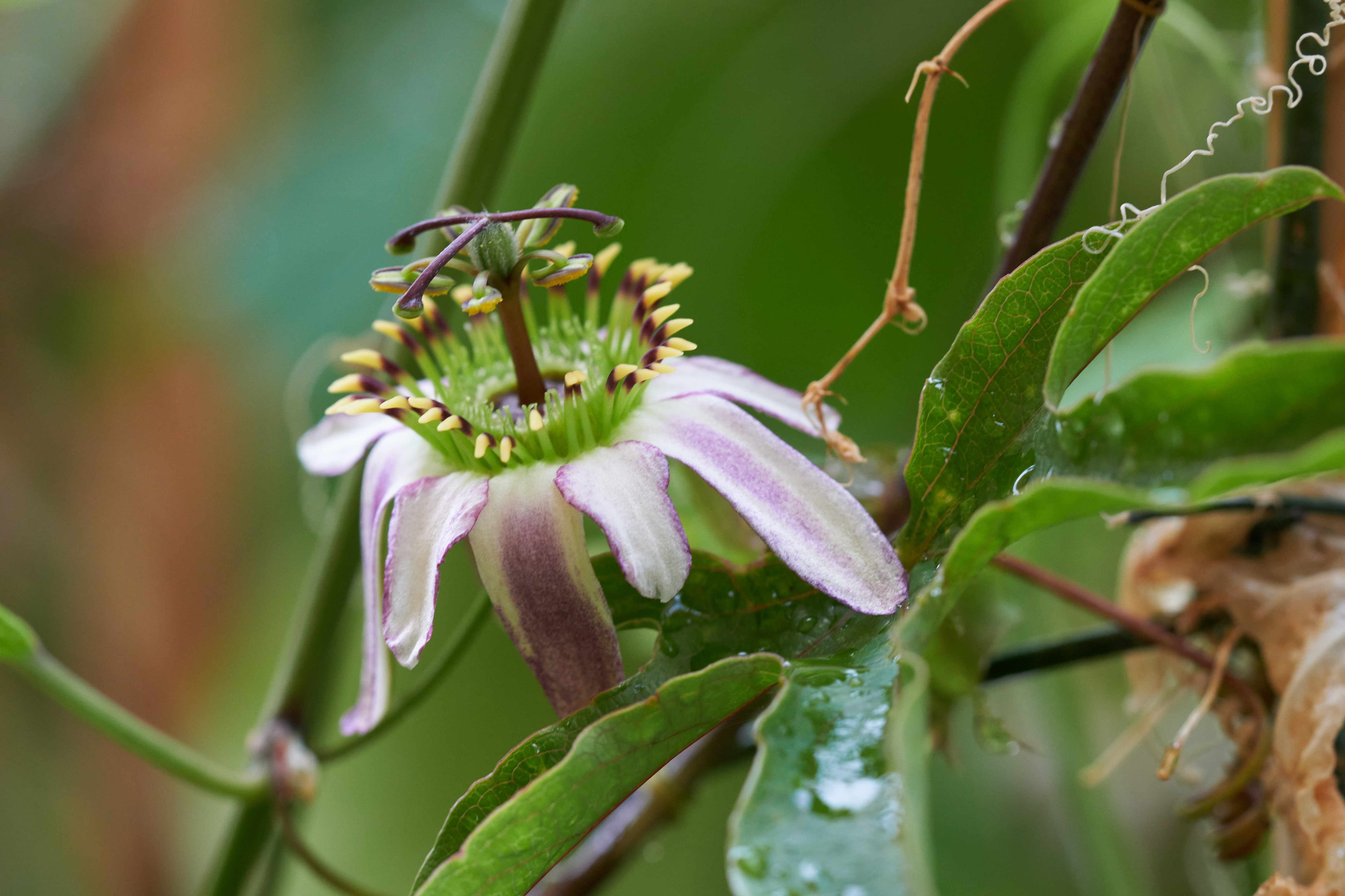 Passiflora cuneata
