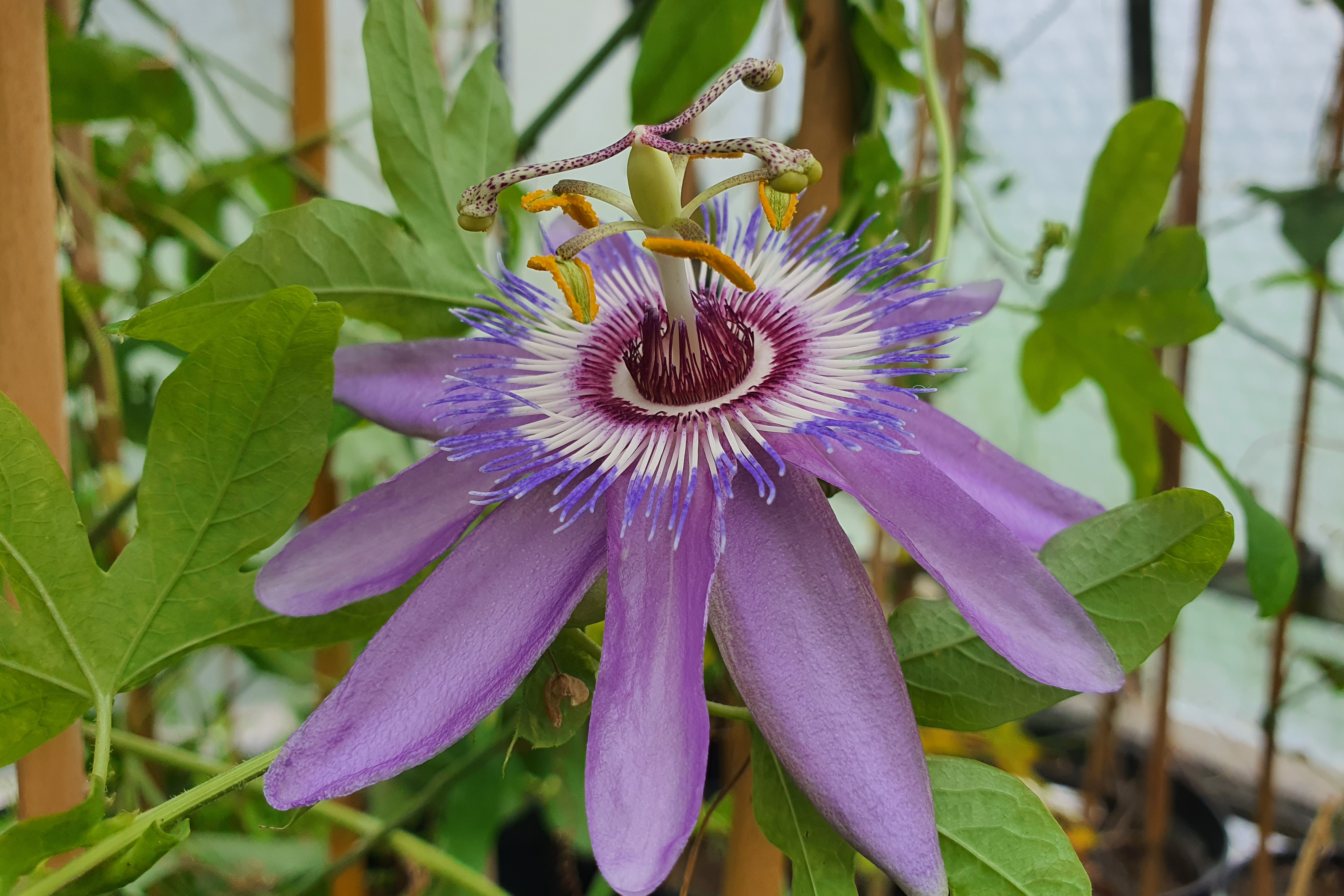 Passiflora 'Urban'