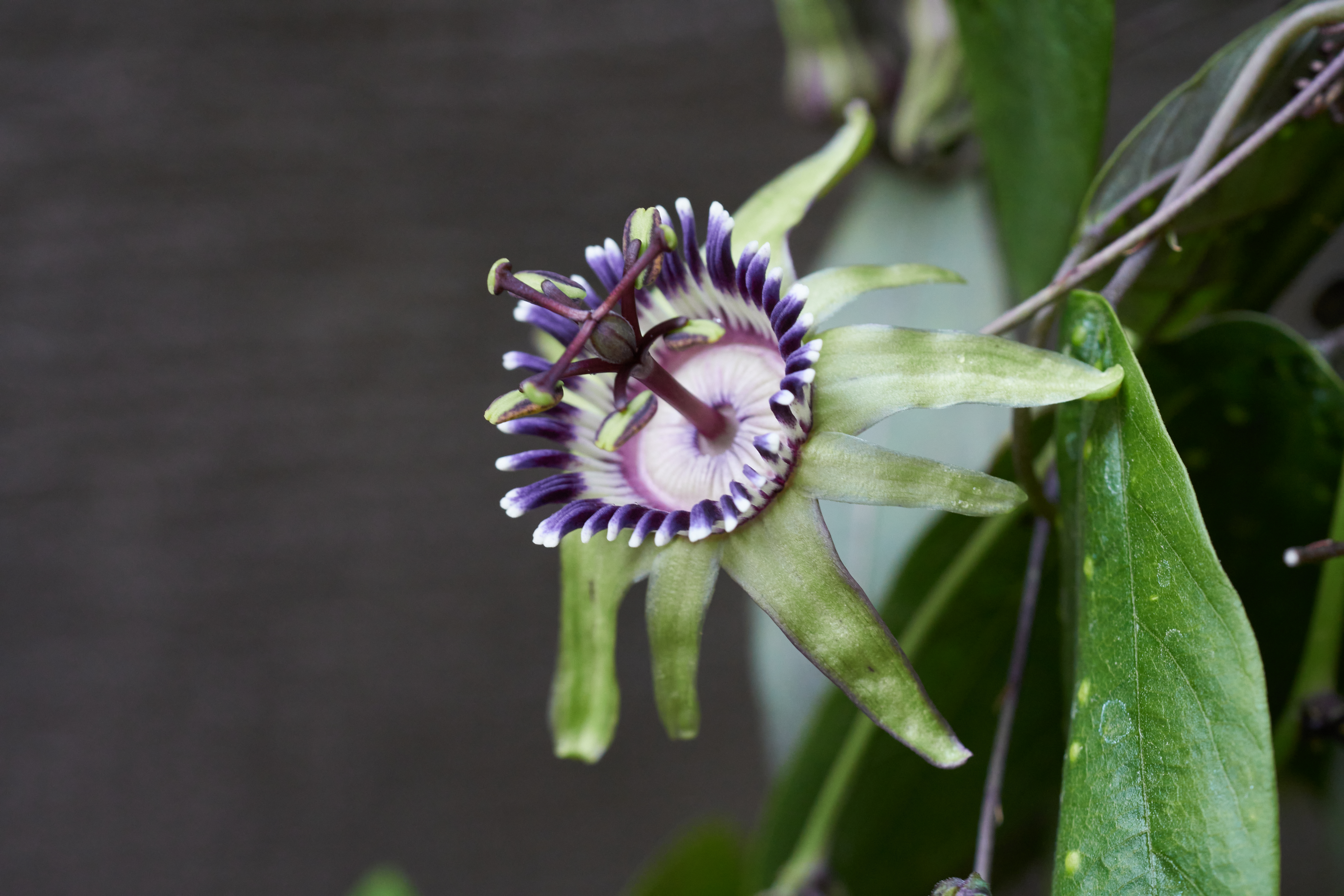Passiflora porophylla 'Ubatuba'