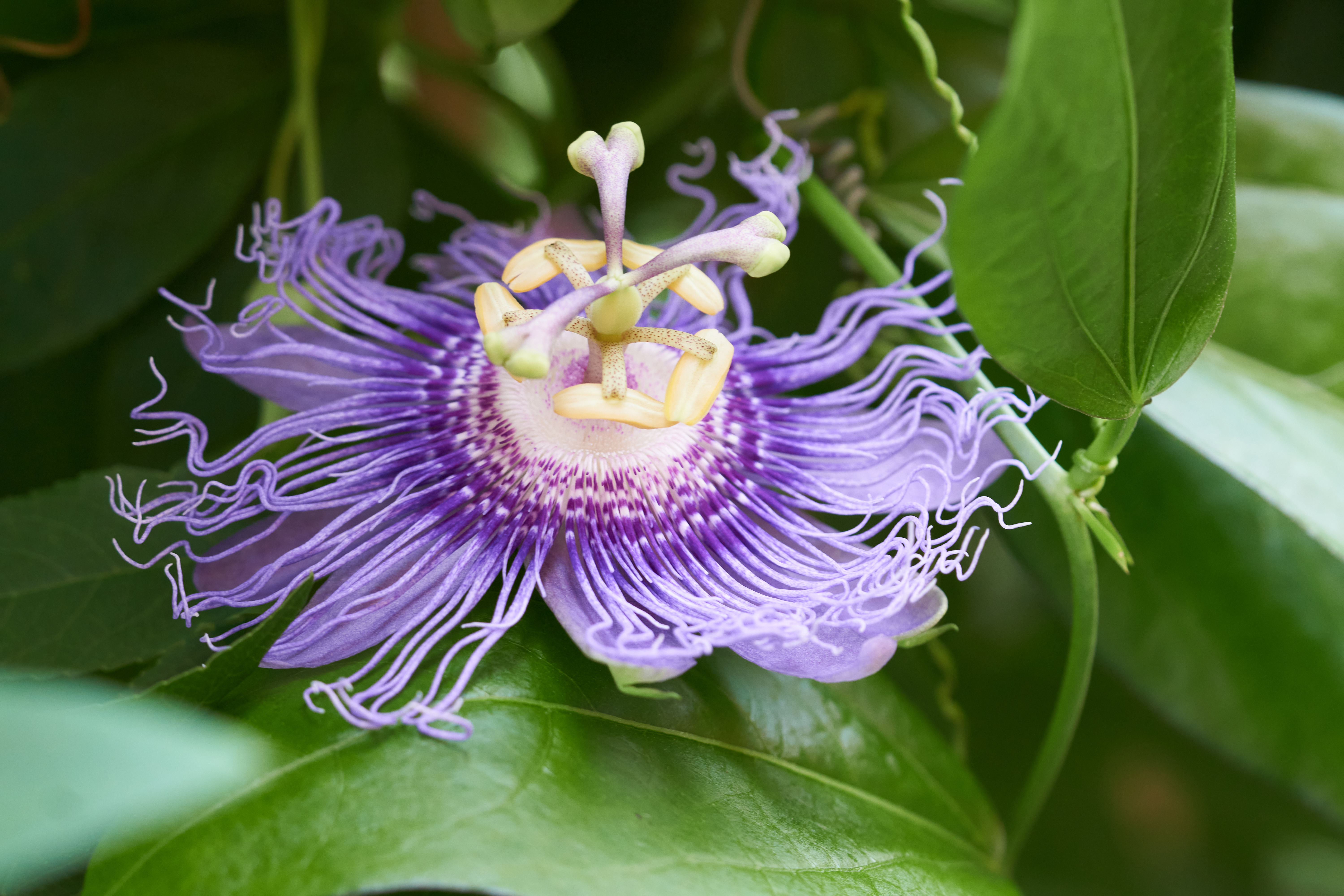 Passiflora 'Leida'