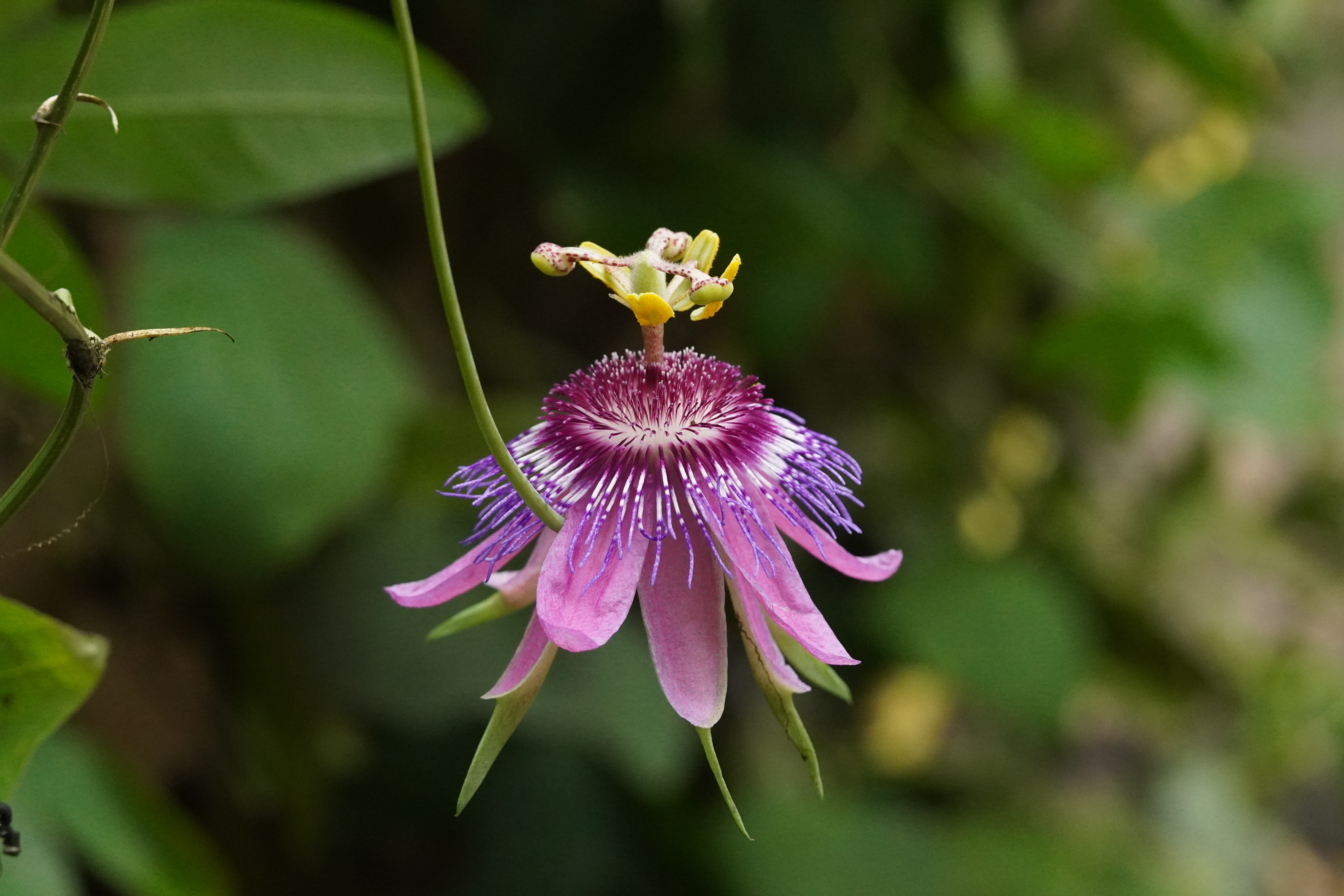 Passiflora 'Yola'