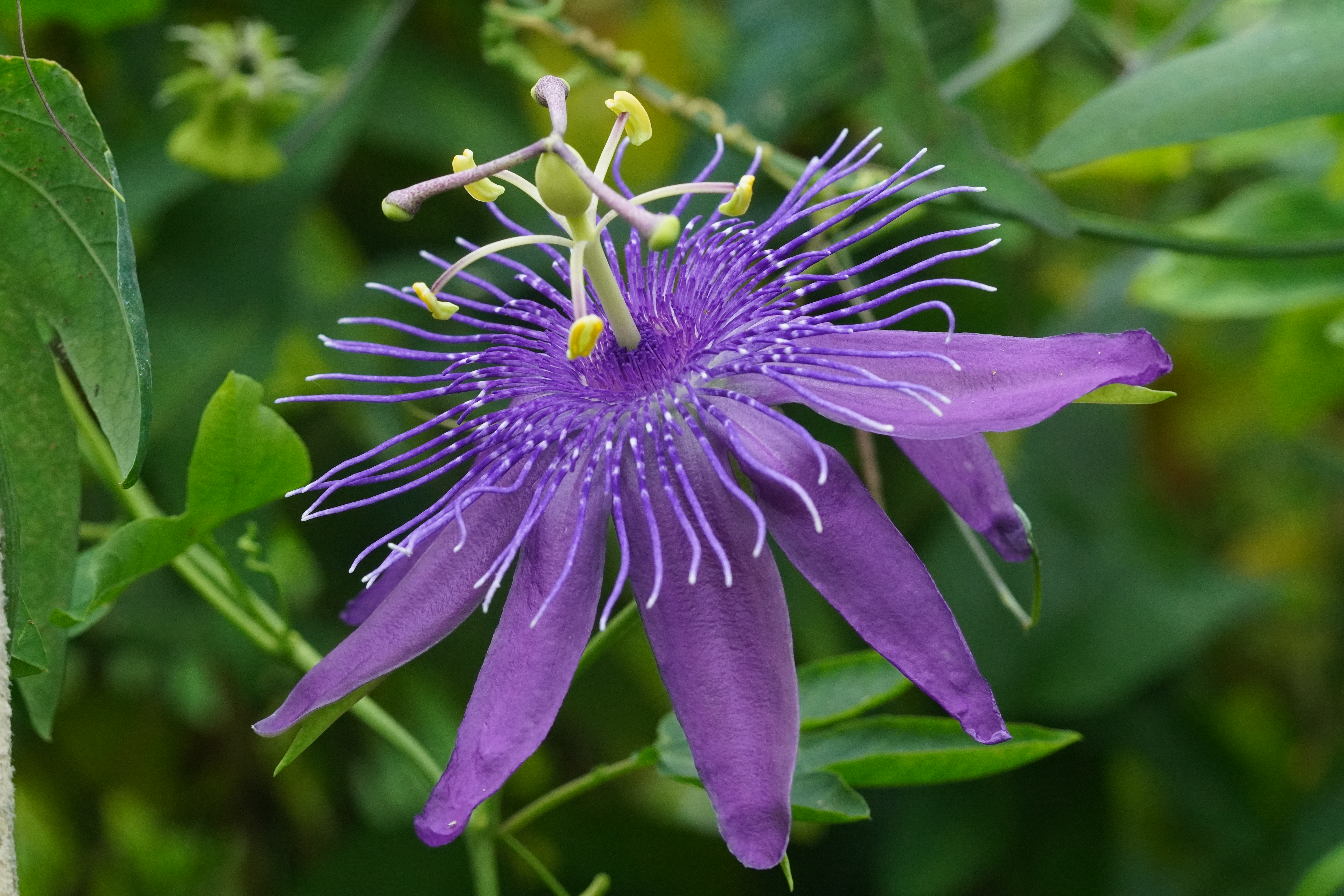 Passiflora 'Jelly Joker'