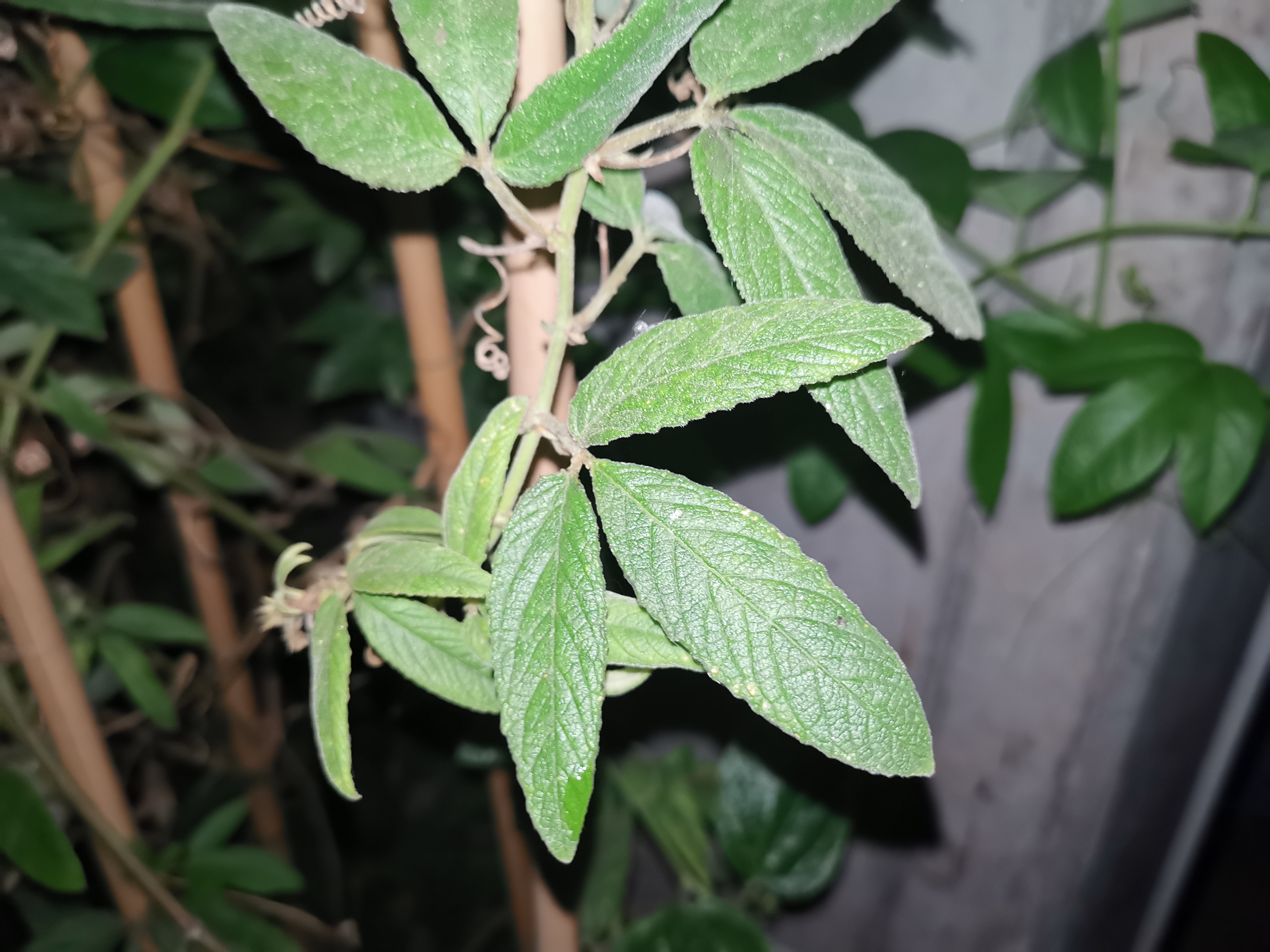 Passiflora trisecta