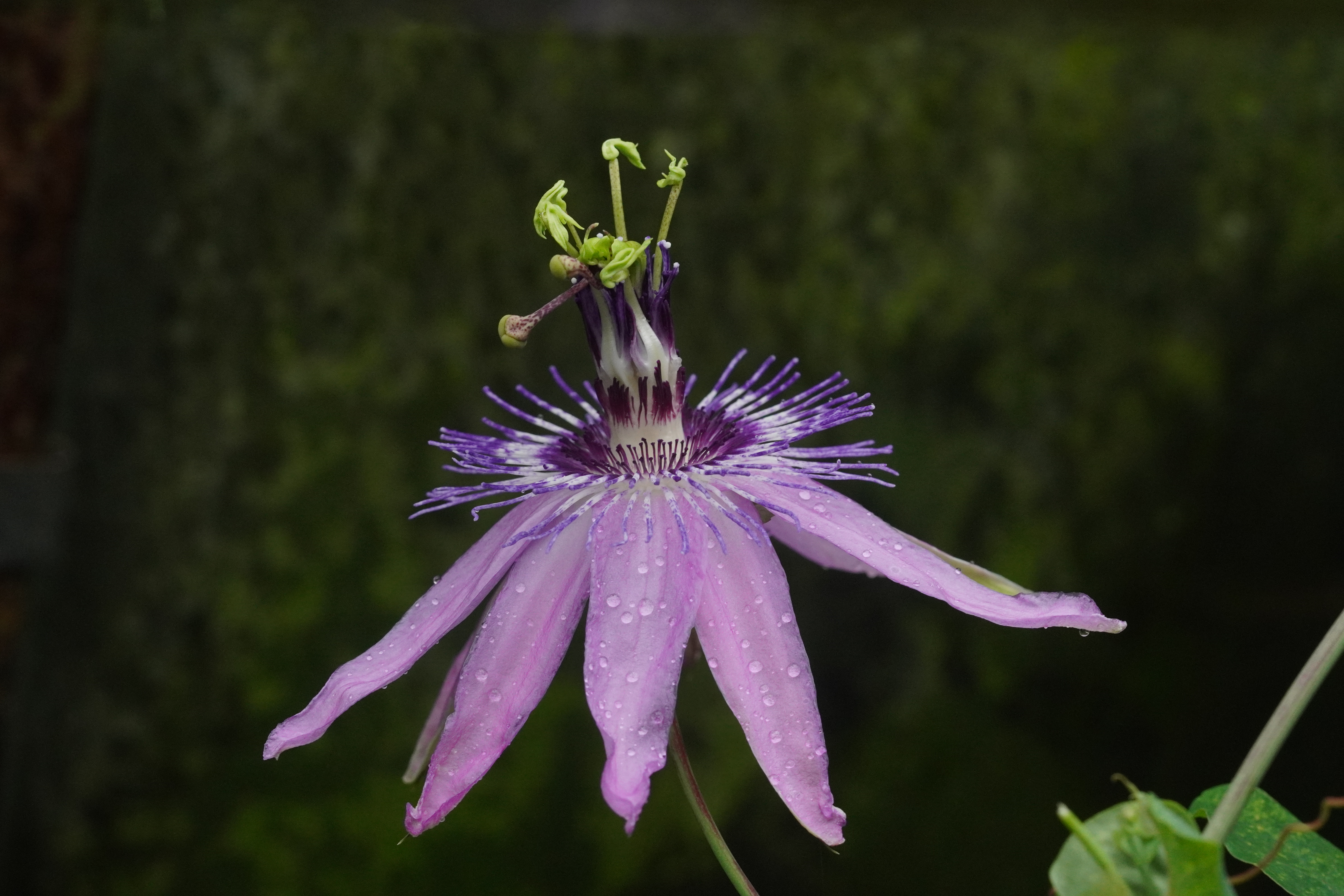 Passiflora 'Calipso'