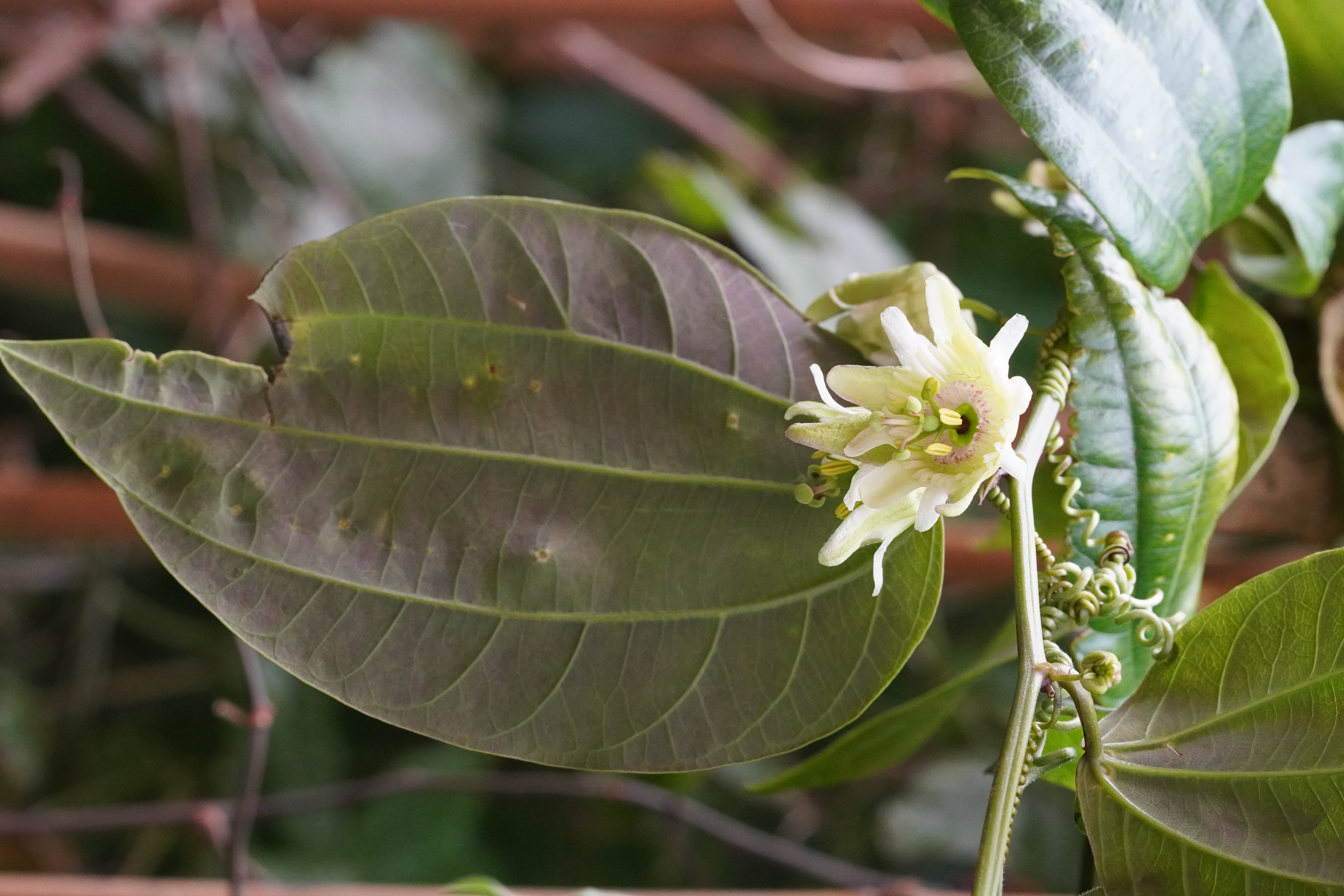 Passiflora smilacifolia