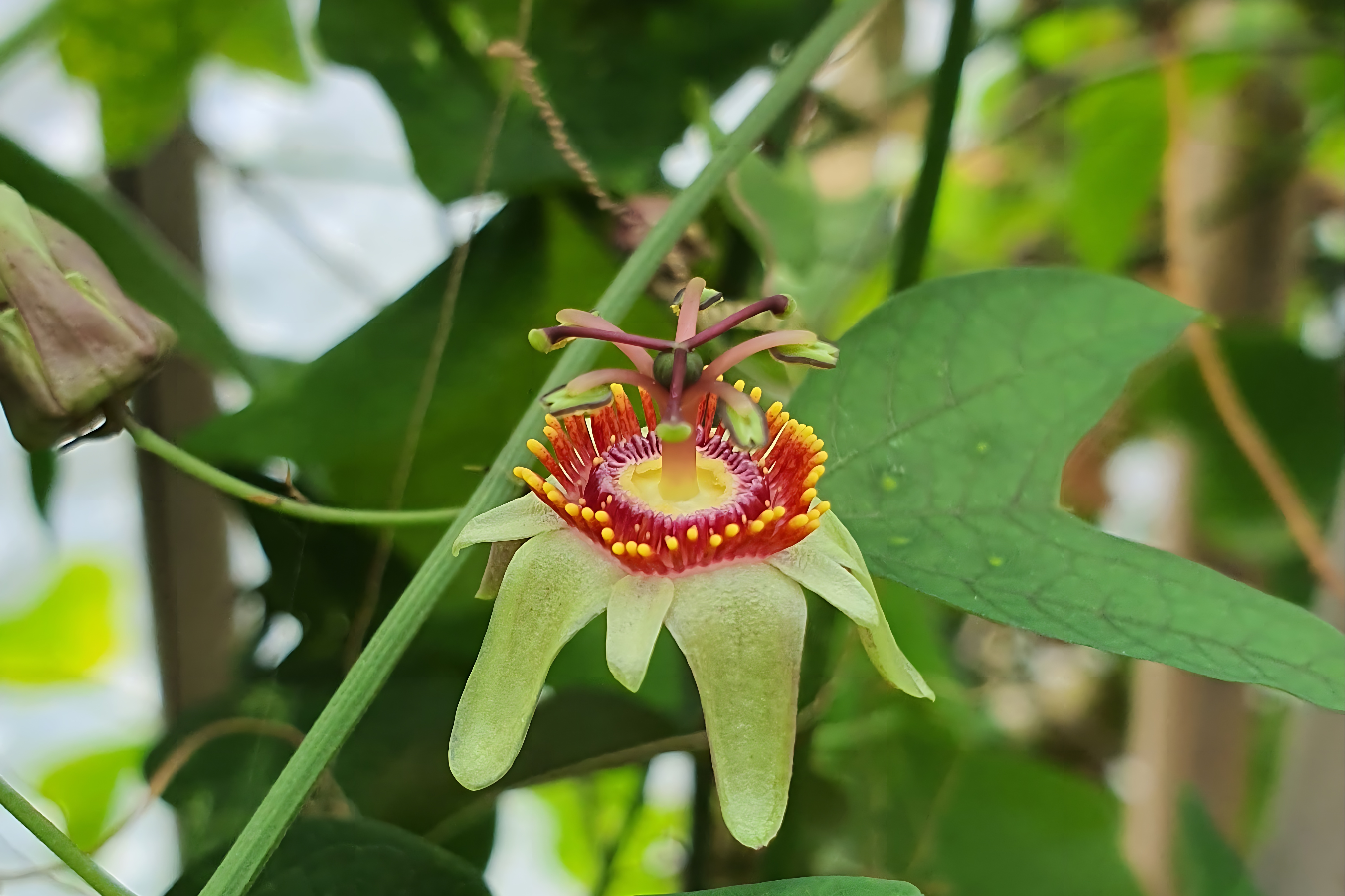 Passiflora ornithoura 'Kyoto'