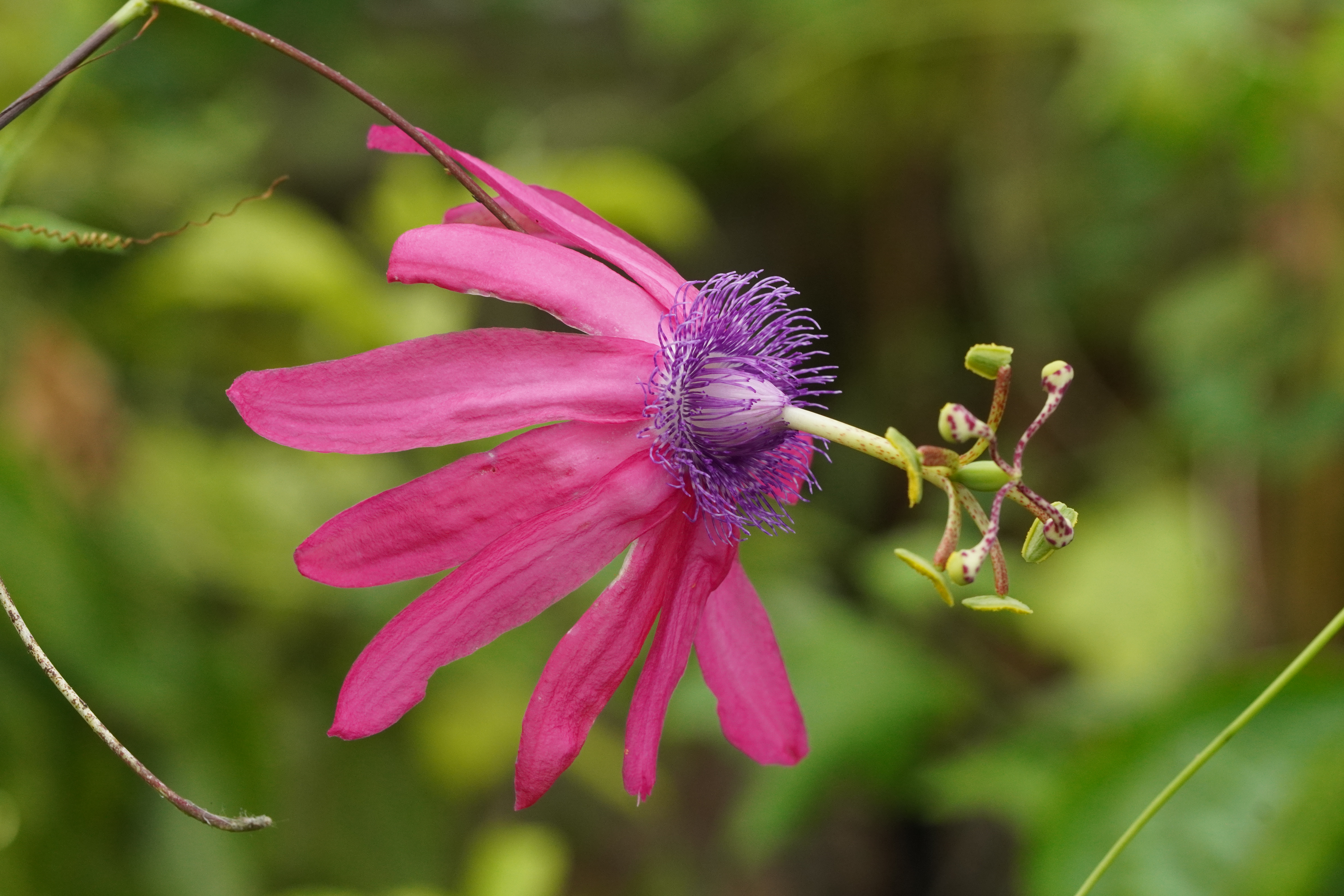 Passiflora kermesina