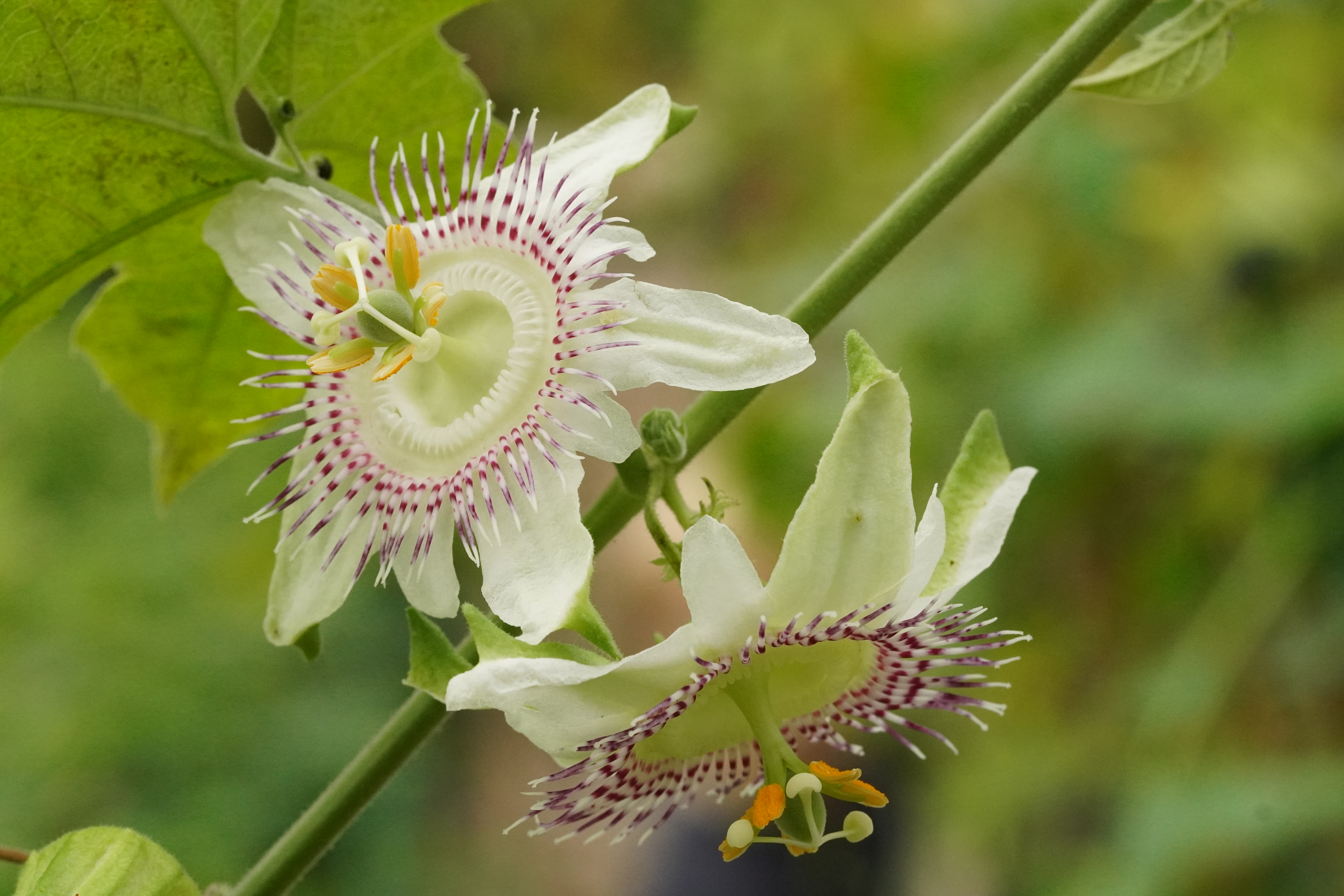 Passiflora adenopoda