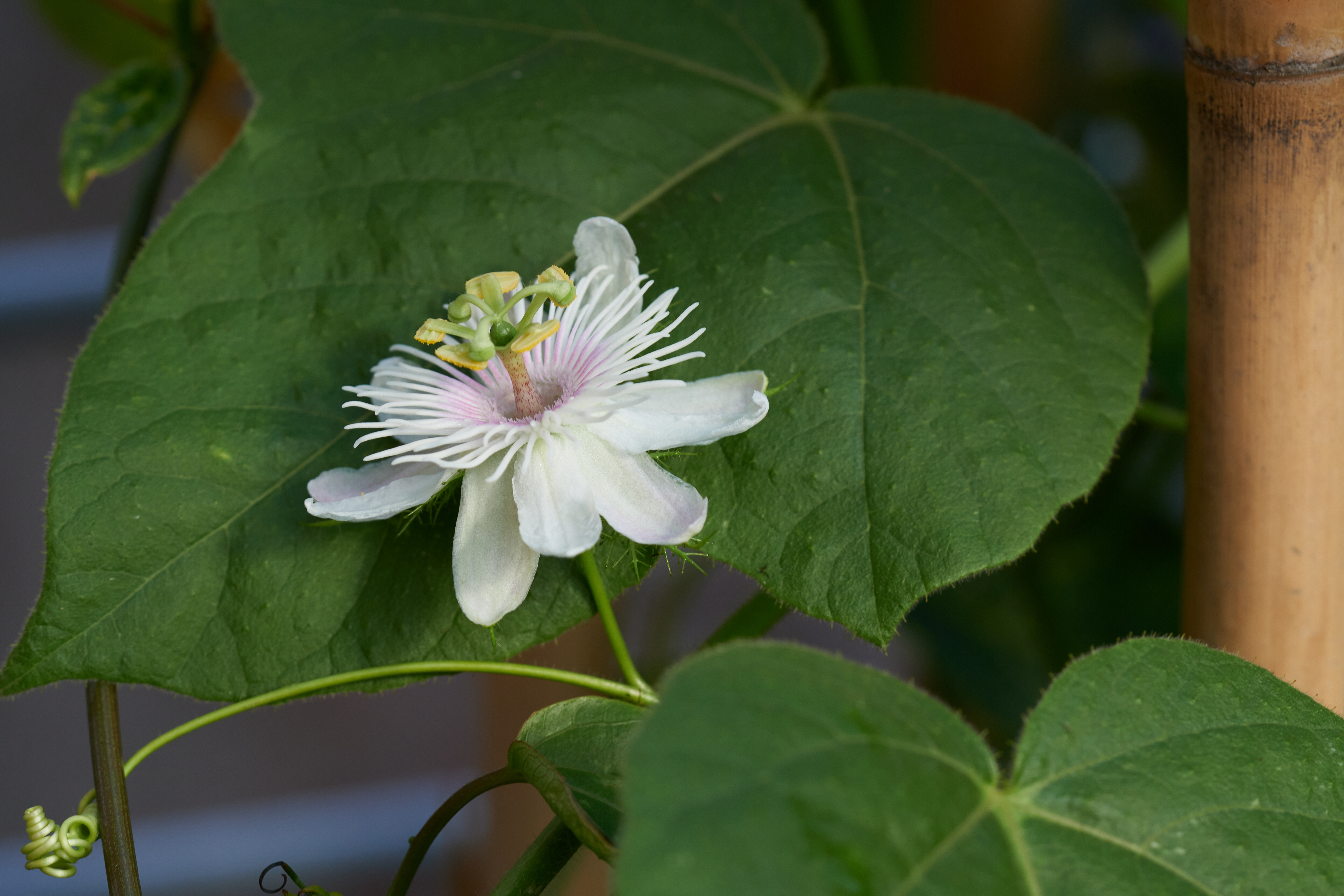 Passiflora foetida 'Nova Odessa'