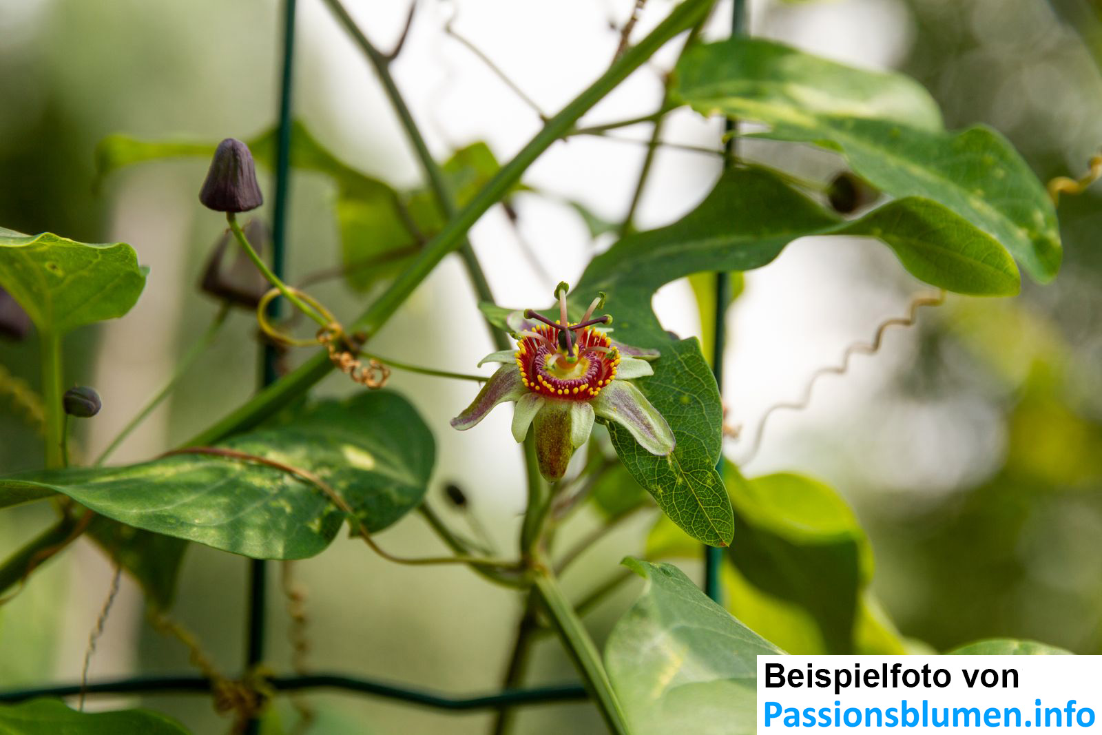 Passiflora ornithoura