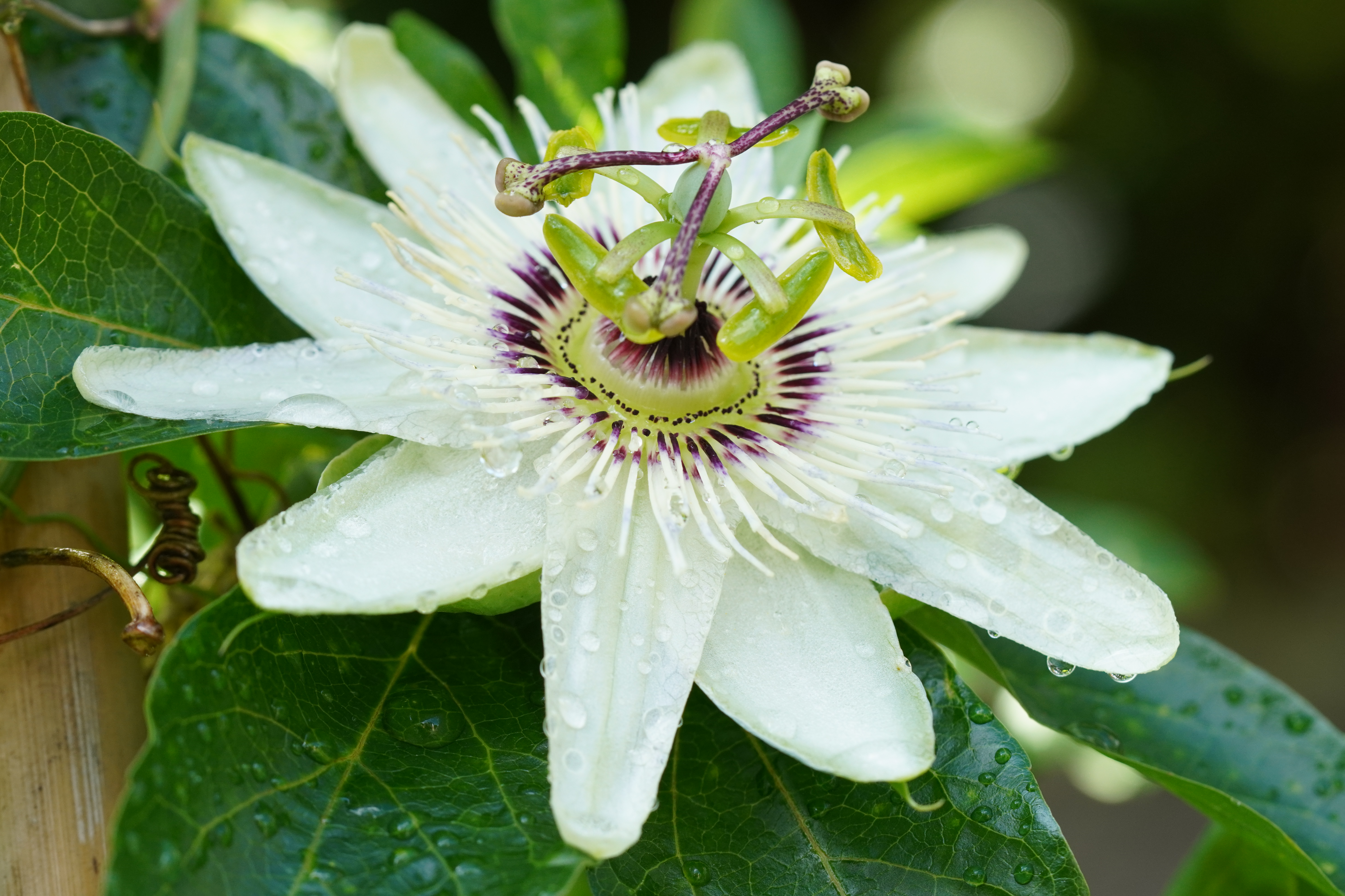 Passiflora caerulea 'White Lightening'
