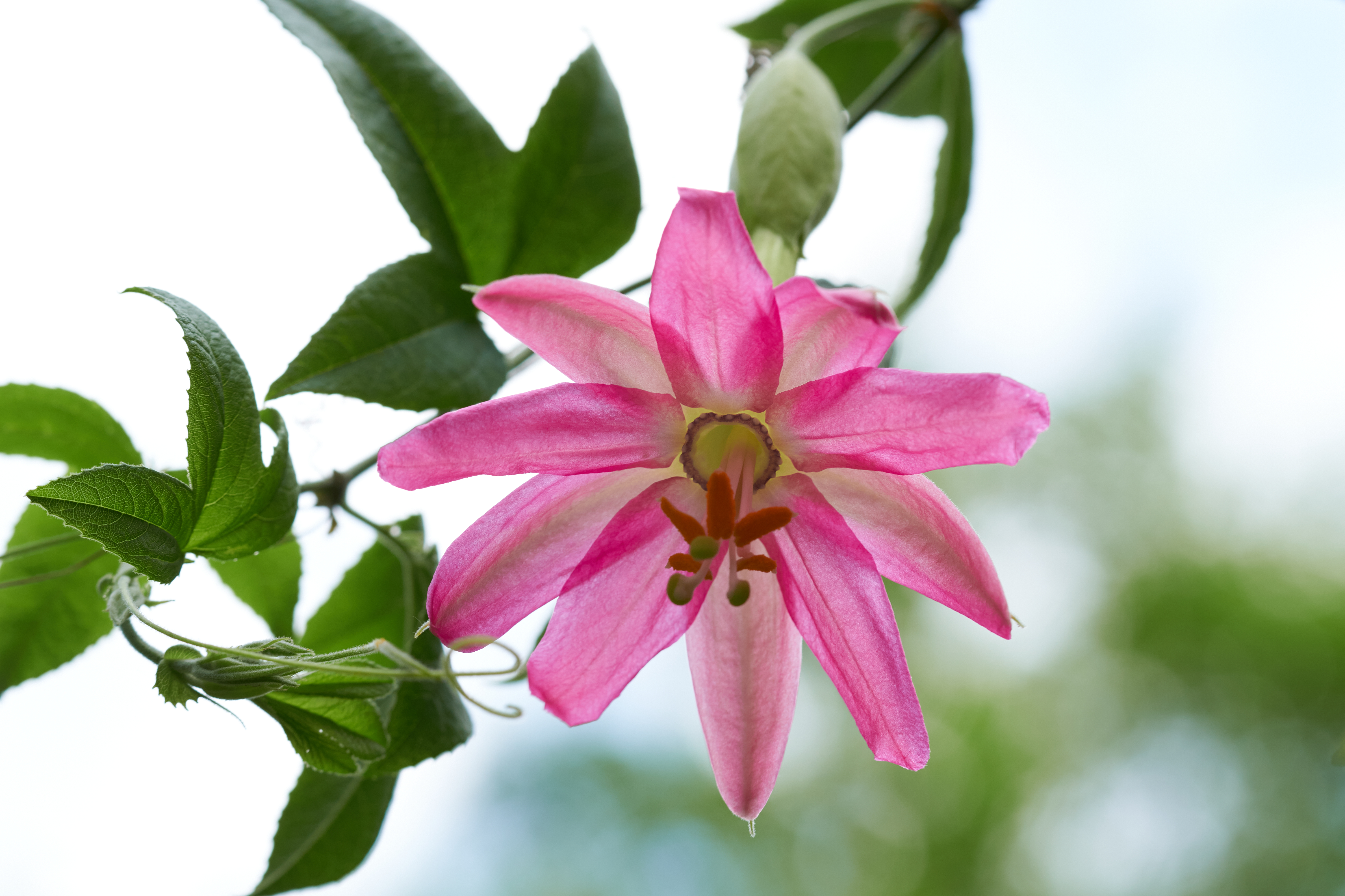 Passiflora 'Colorrissima'
