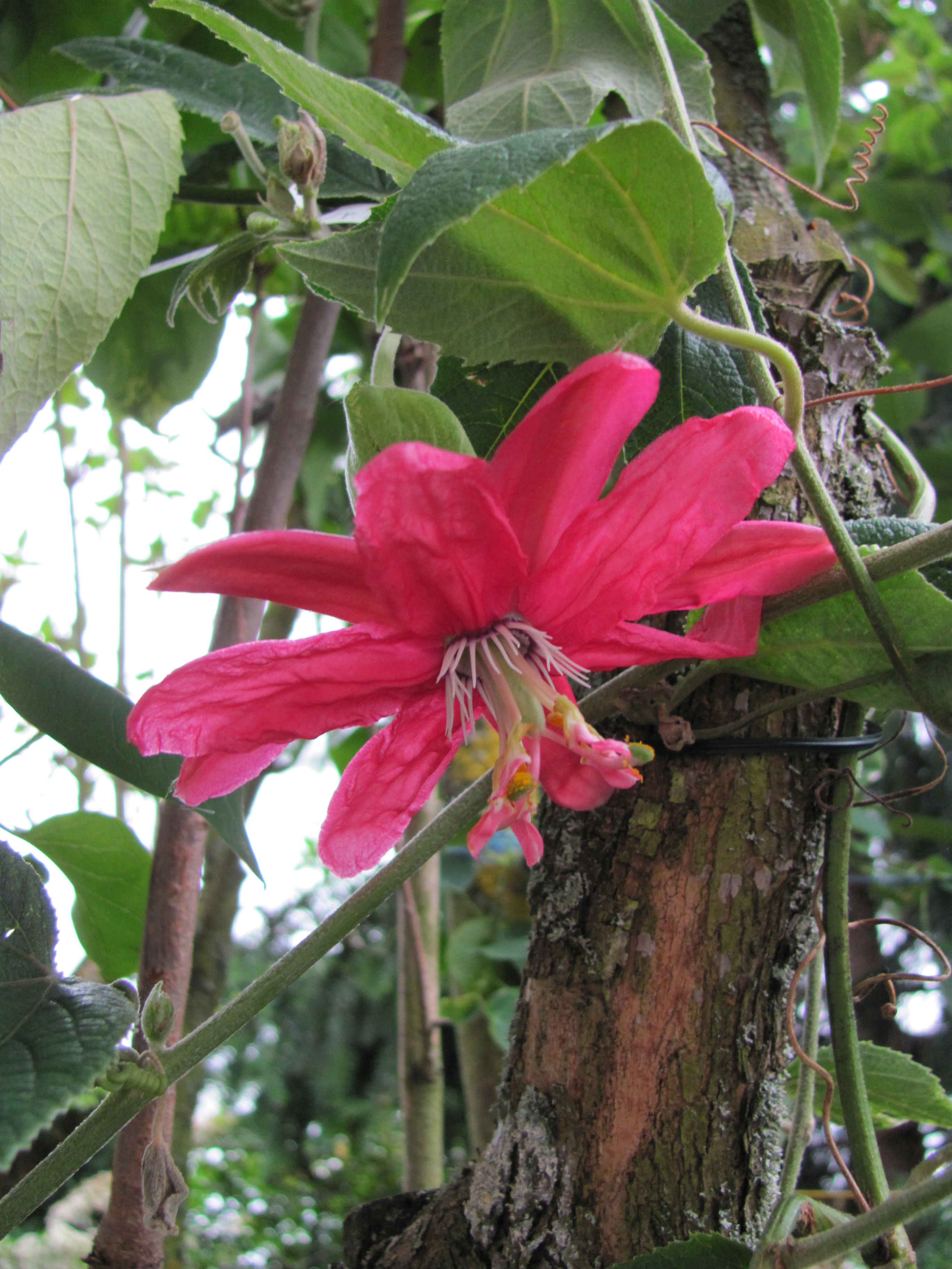 Passiflora 'Wilgen K. Verhoeff'