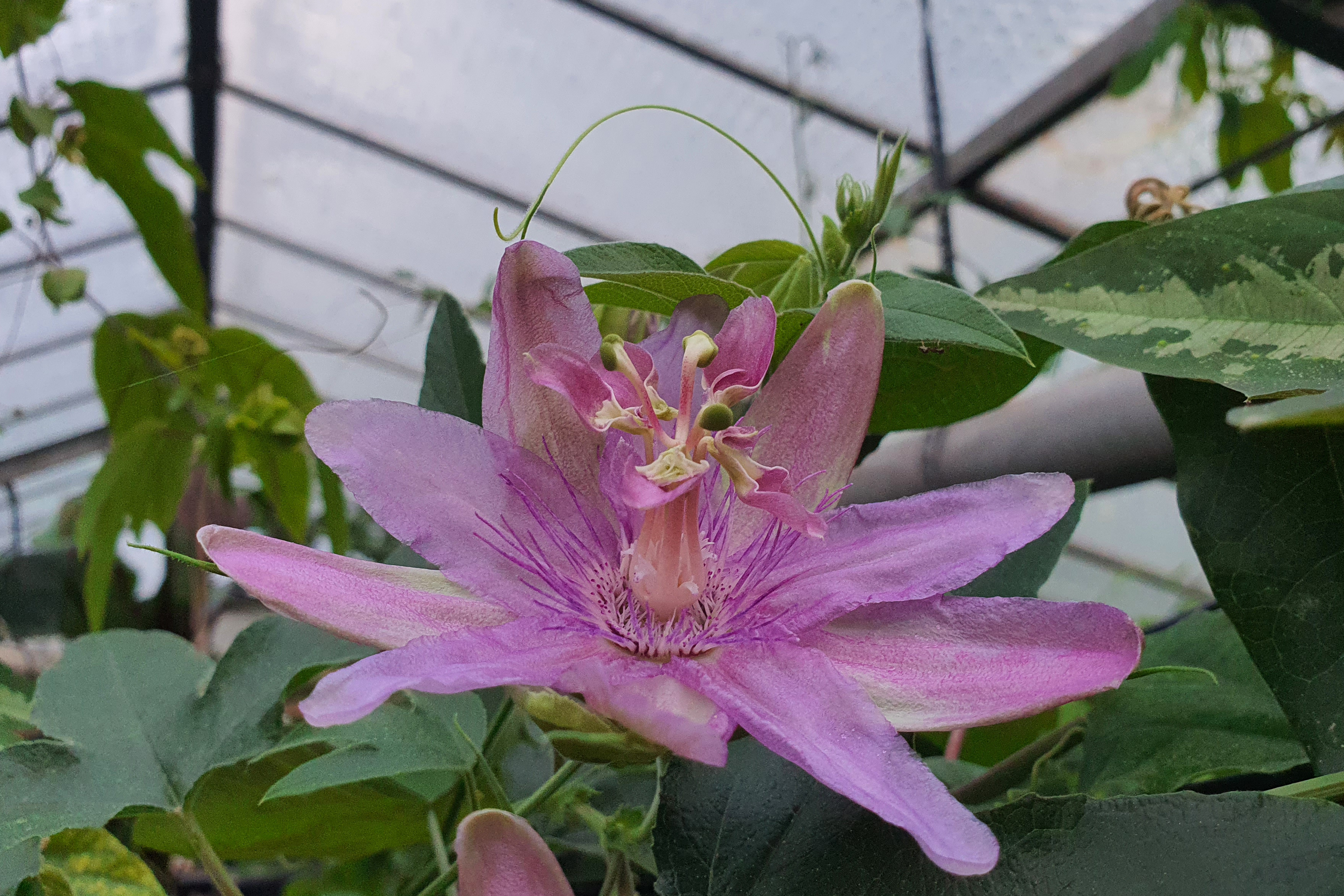 Passiflora 'Anna Flora'
