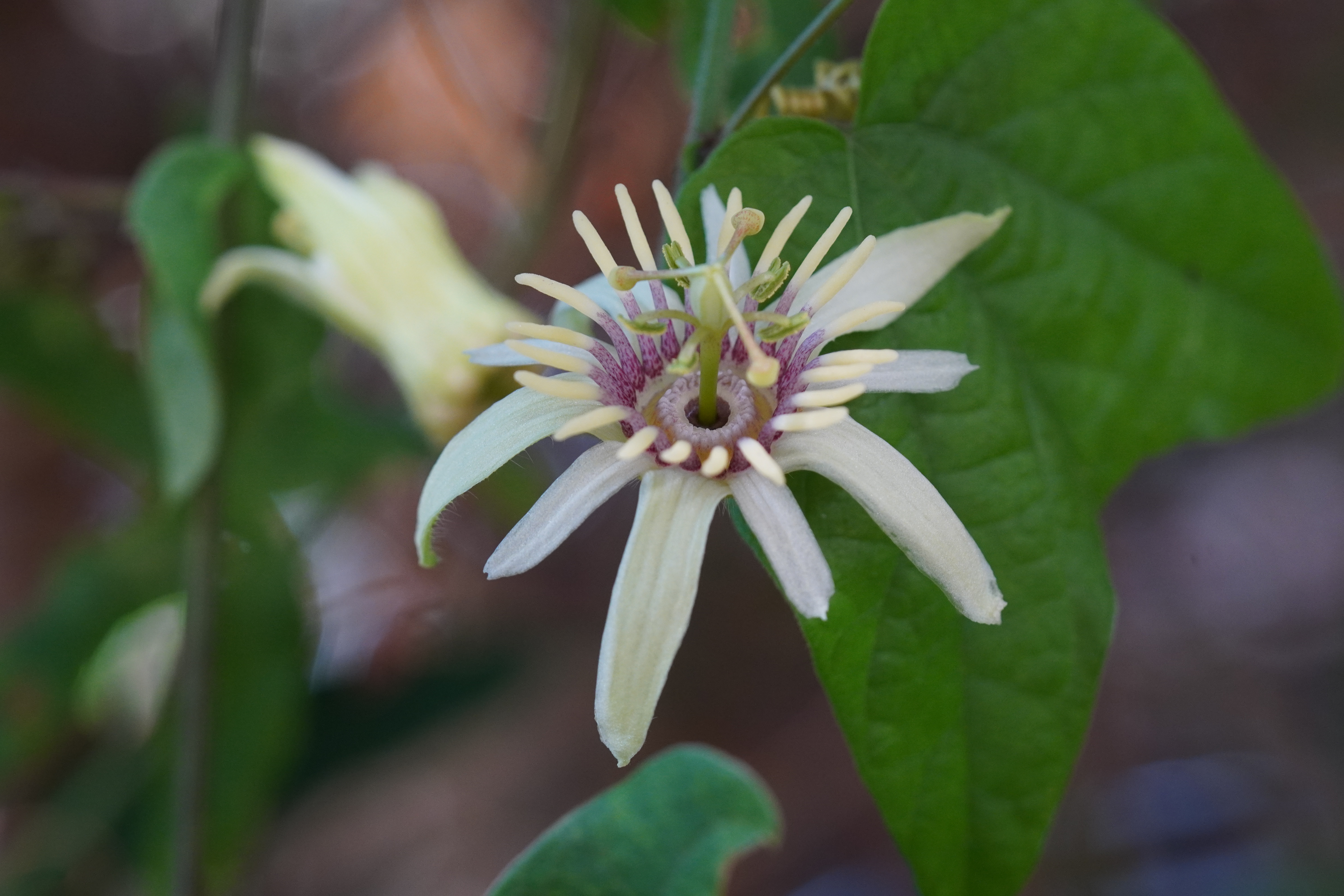 Passiflora 'Debbie Marie Hescott'