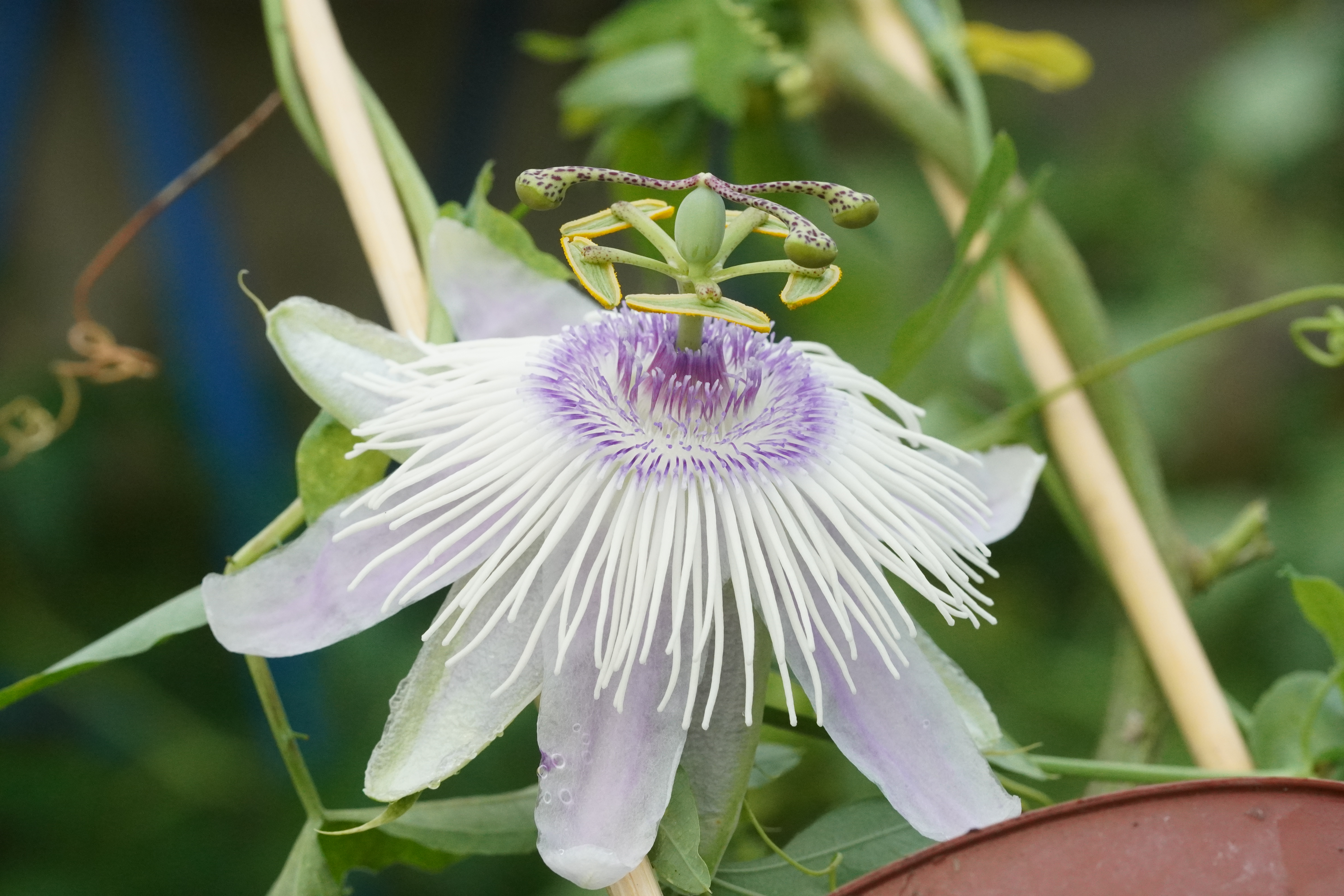 Passiflora 'Poppet'