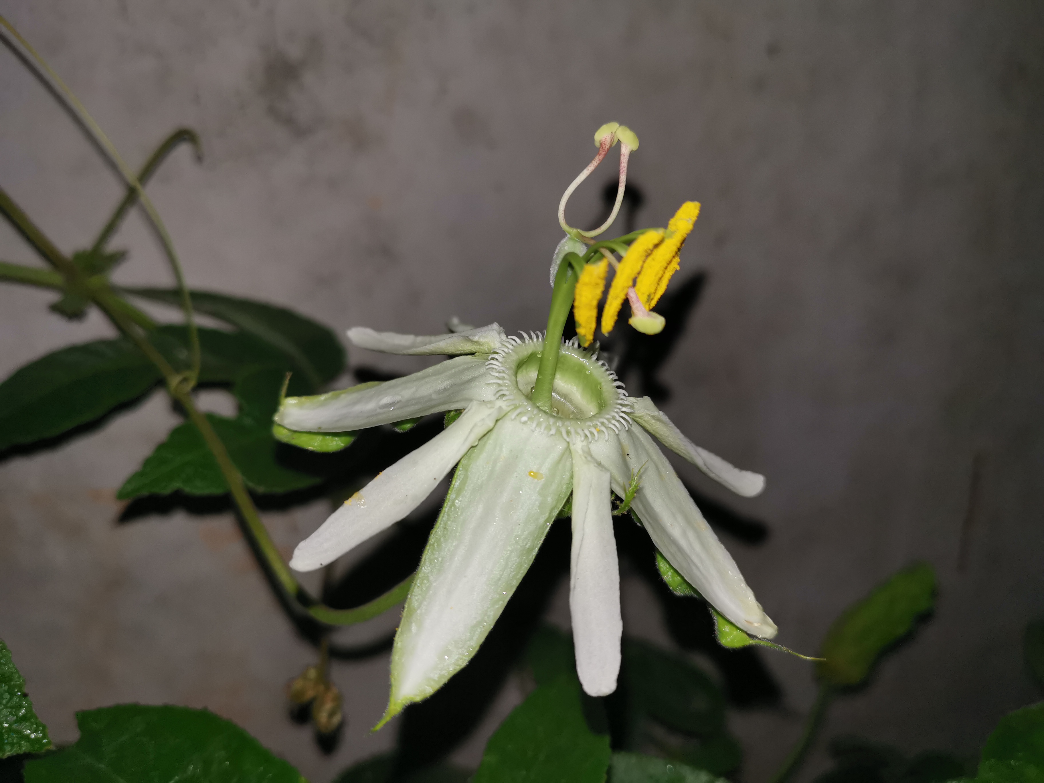 Passiflora trisecta