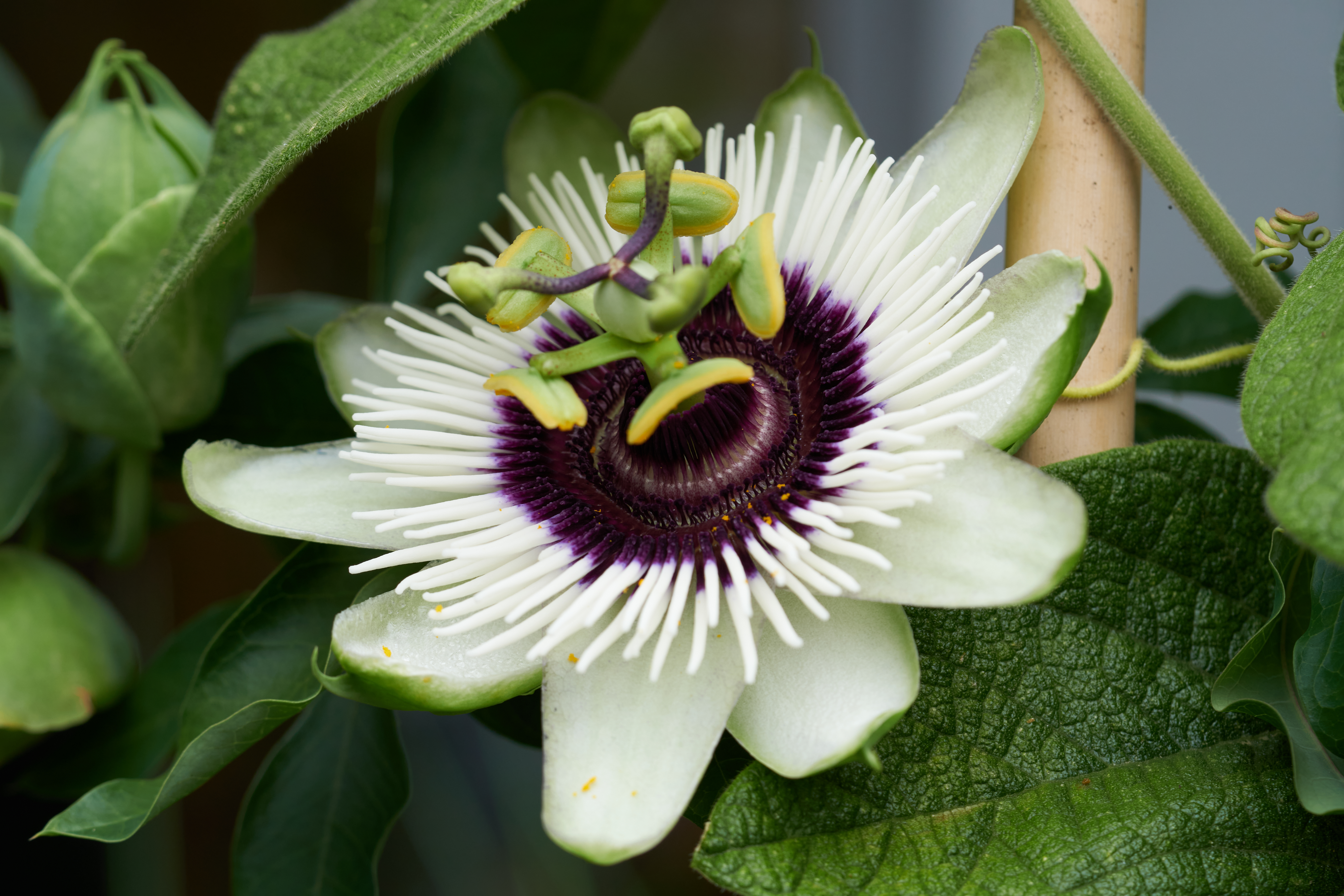 Passiflora 'Beauty of Hannover'