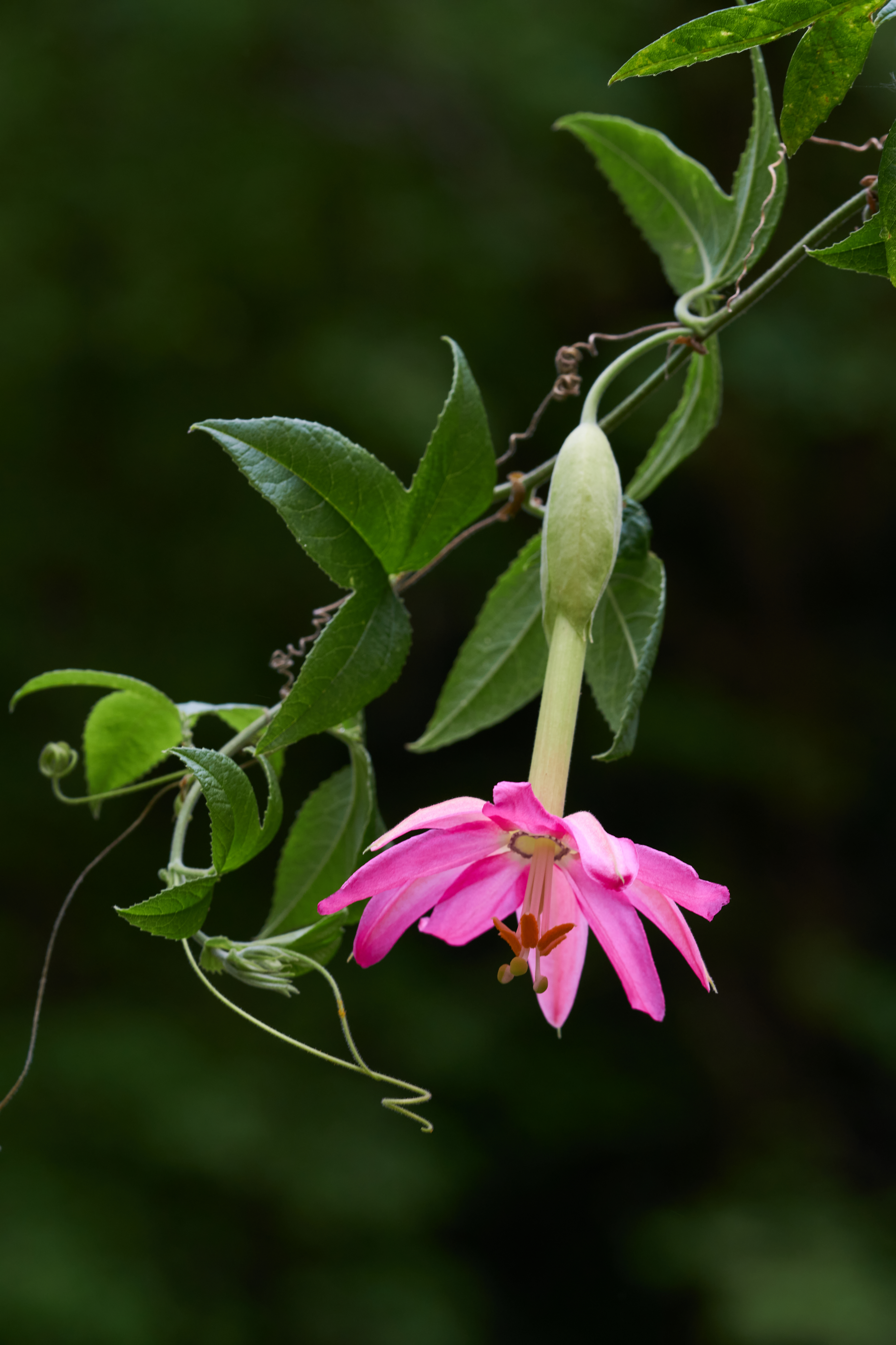 Passiflora 'Colorrissima'