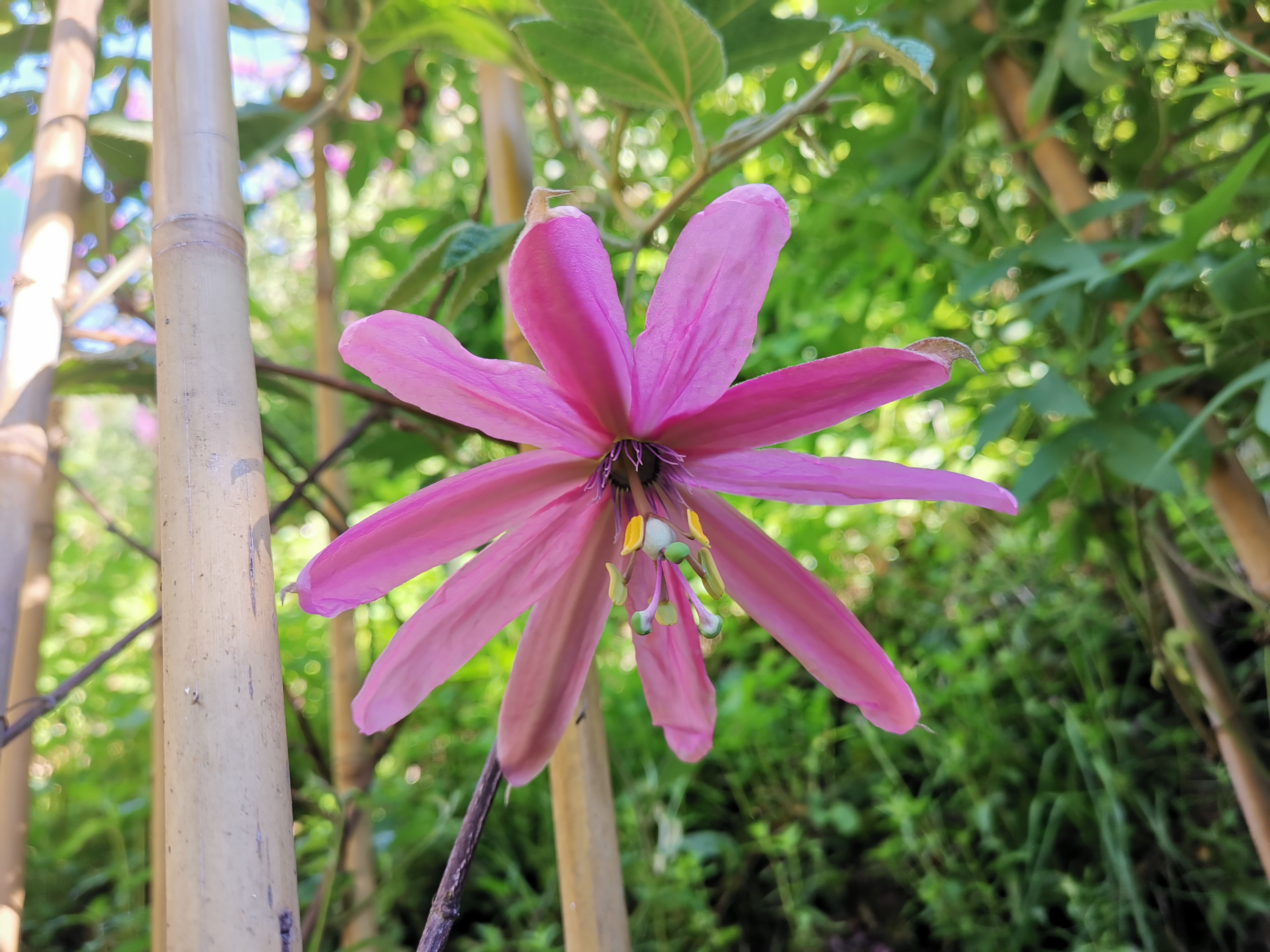 Passiflora 'Grandioso' 