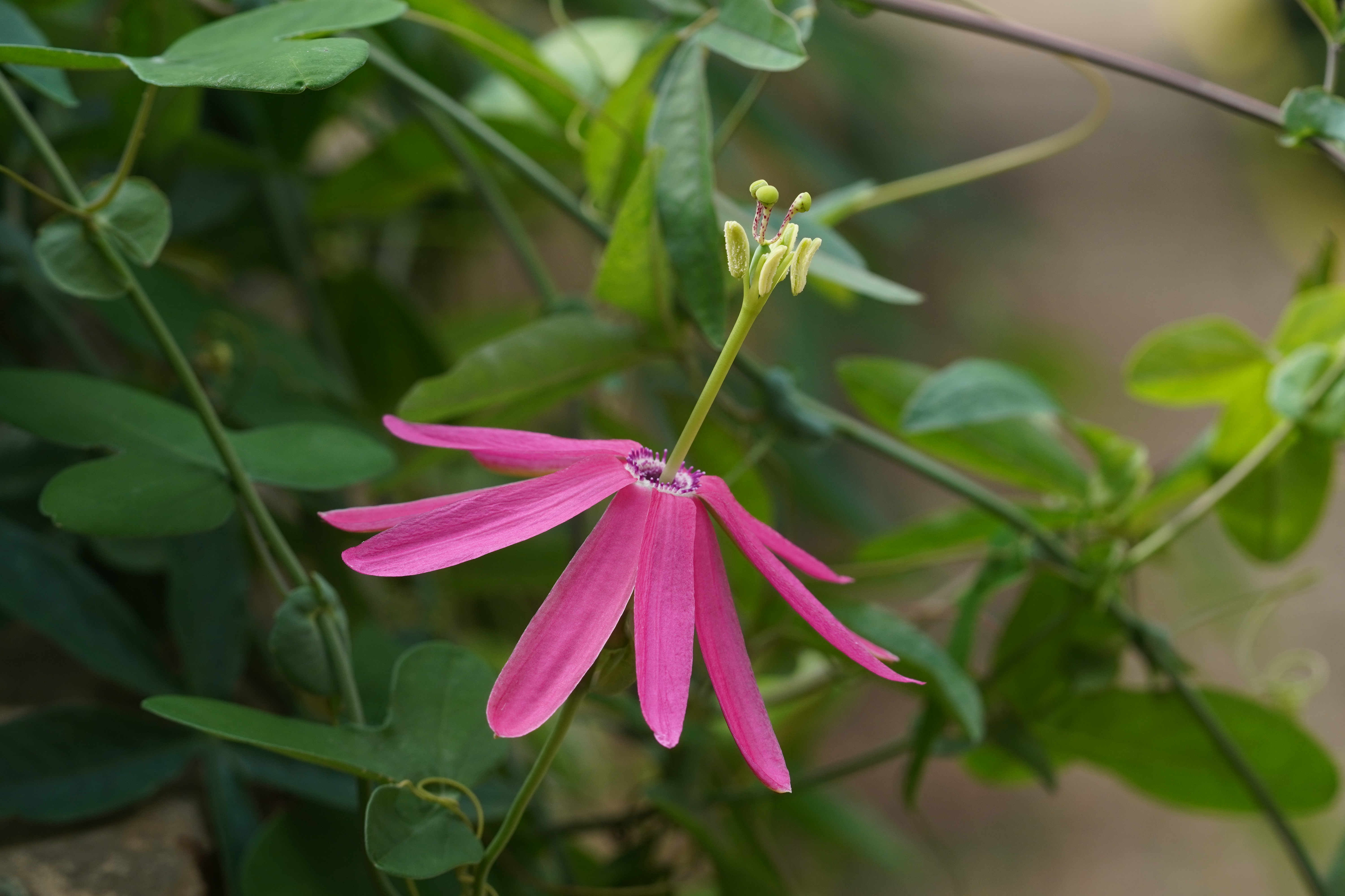 Passiflora reflexiflora