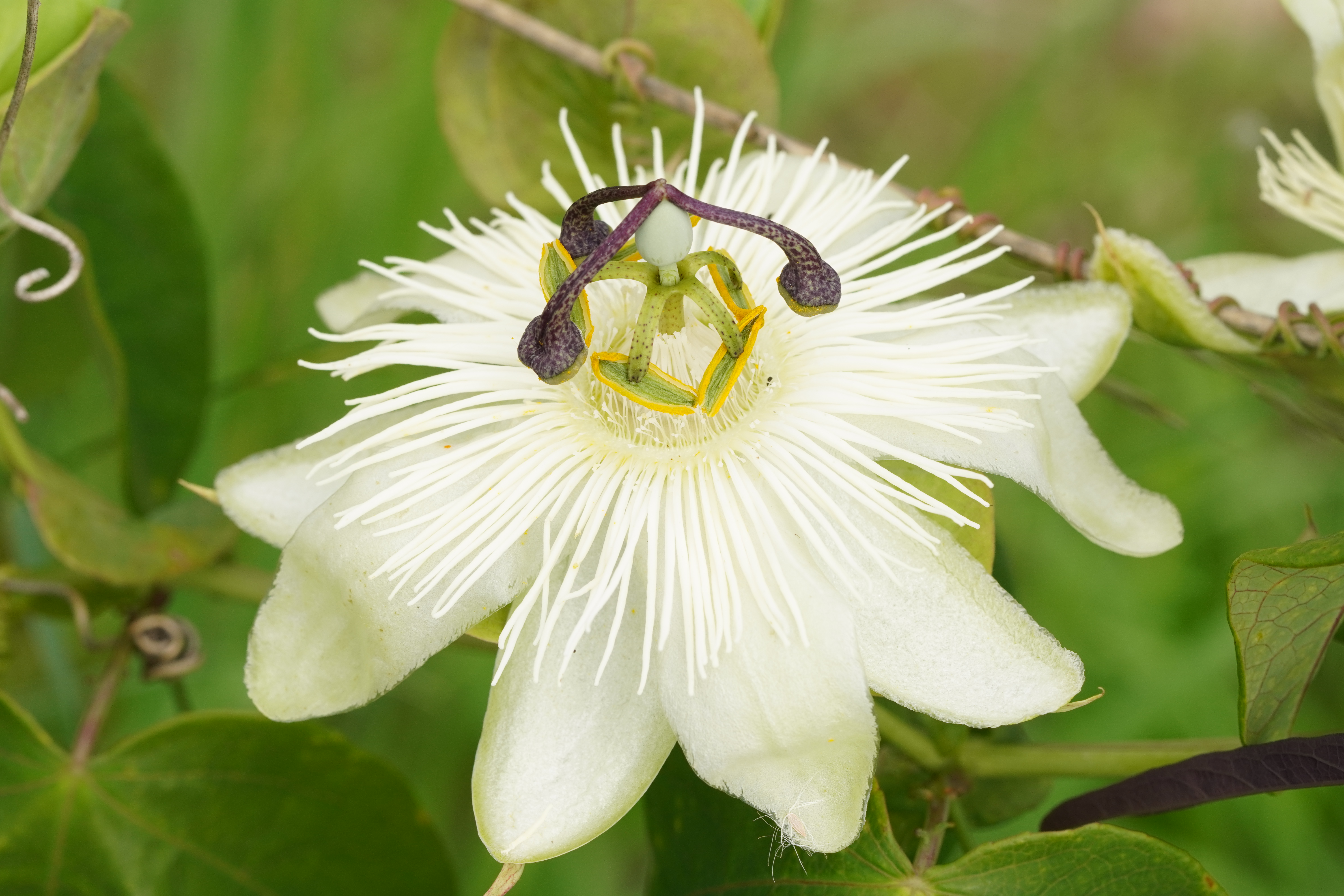 Passiflora 'White Wedding'
