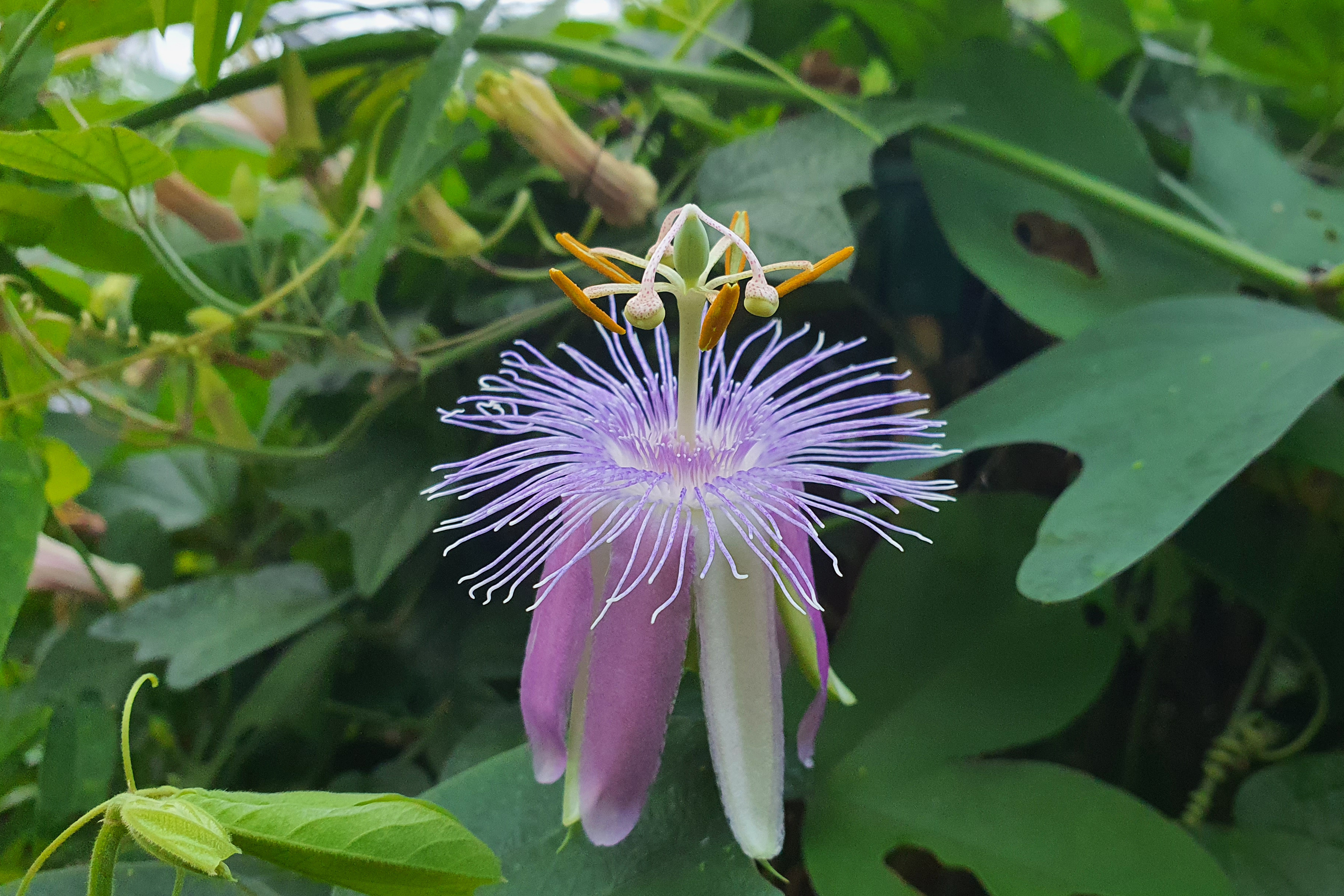 Passiflora 'Lara'