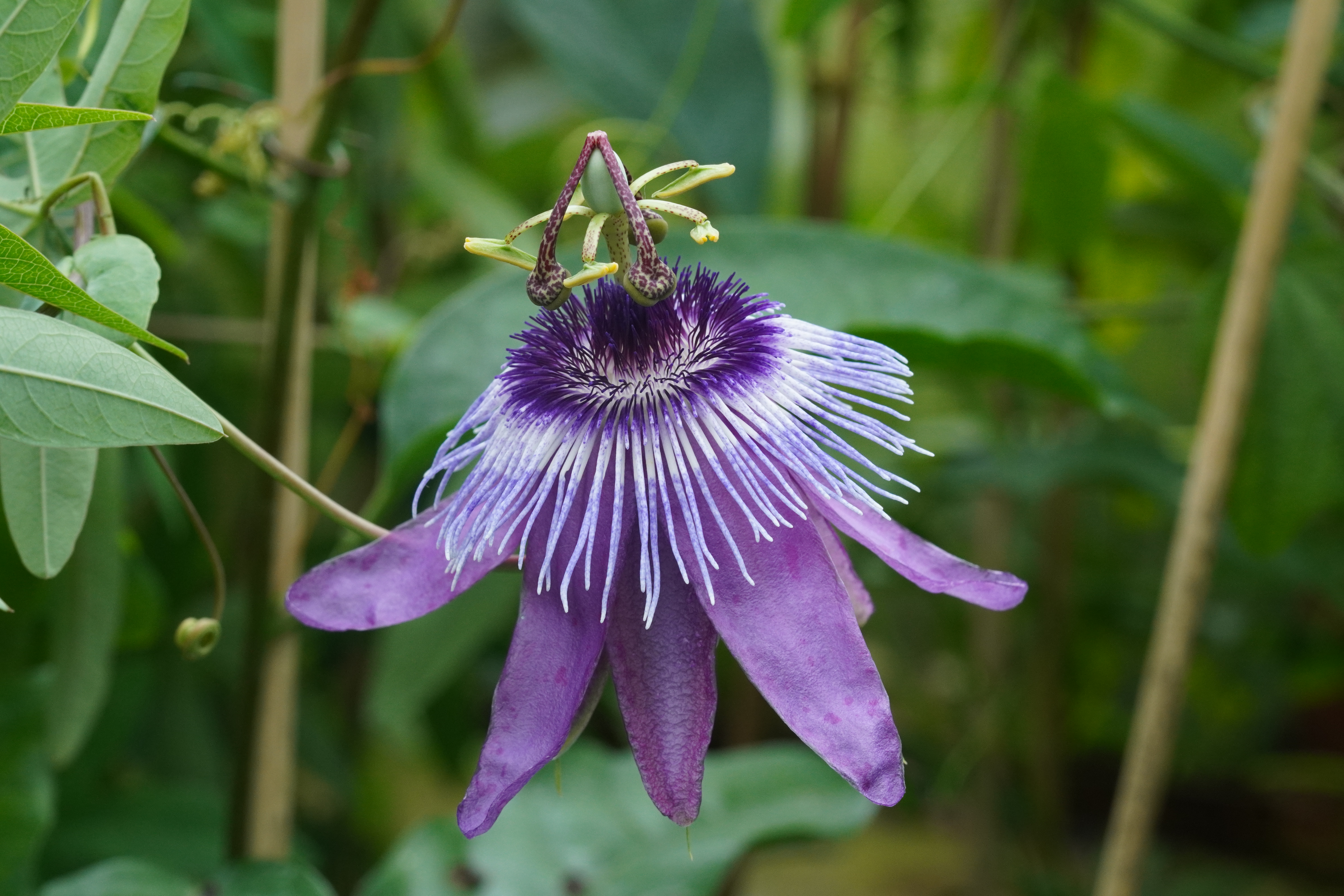Passiflora 'Purple Pendulum'