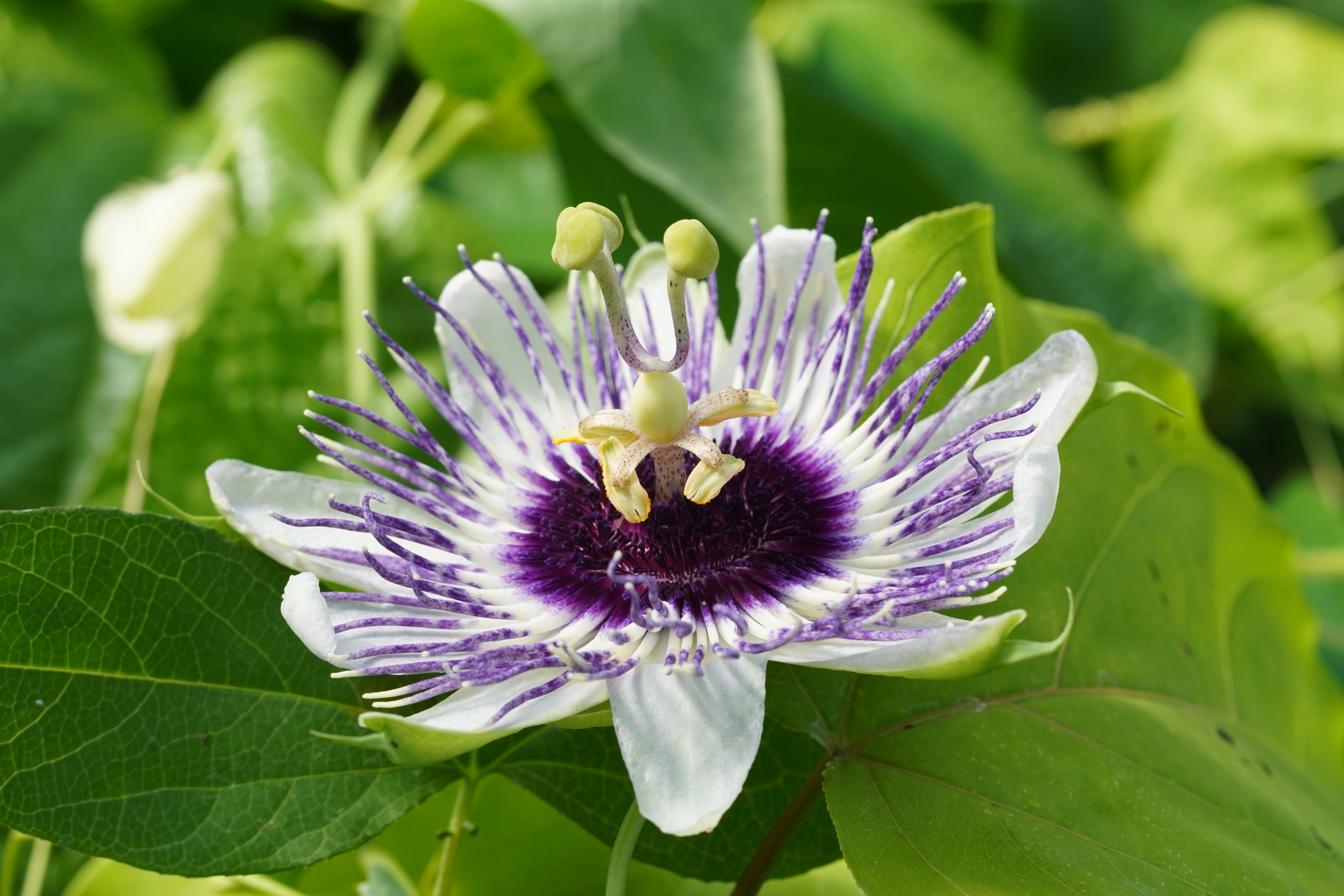 Passiflora 'Luise Beton'