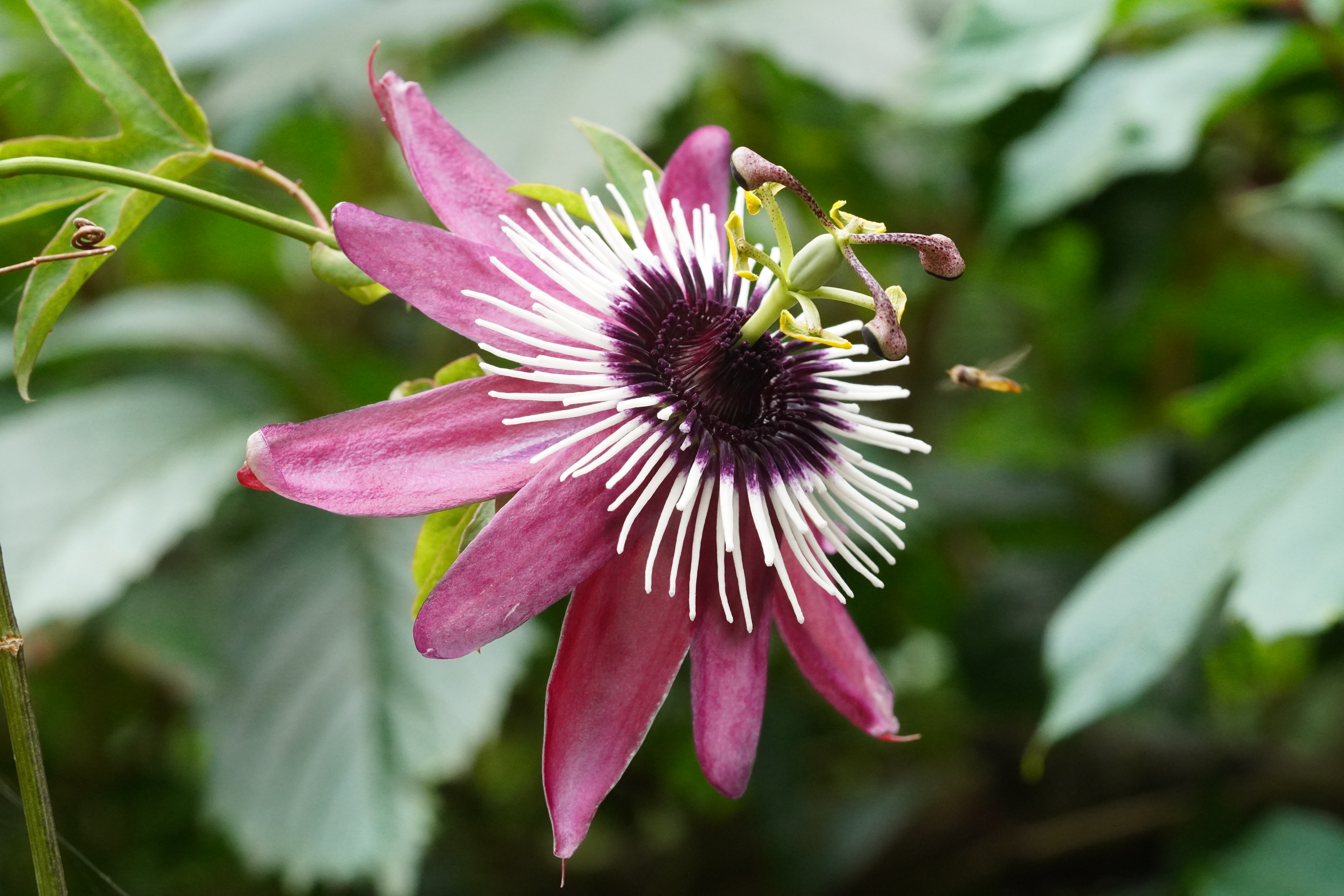 Passiflora x violacea 'Atropurpurea'