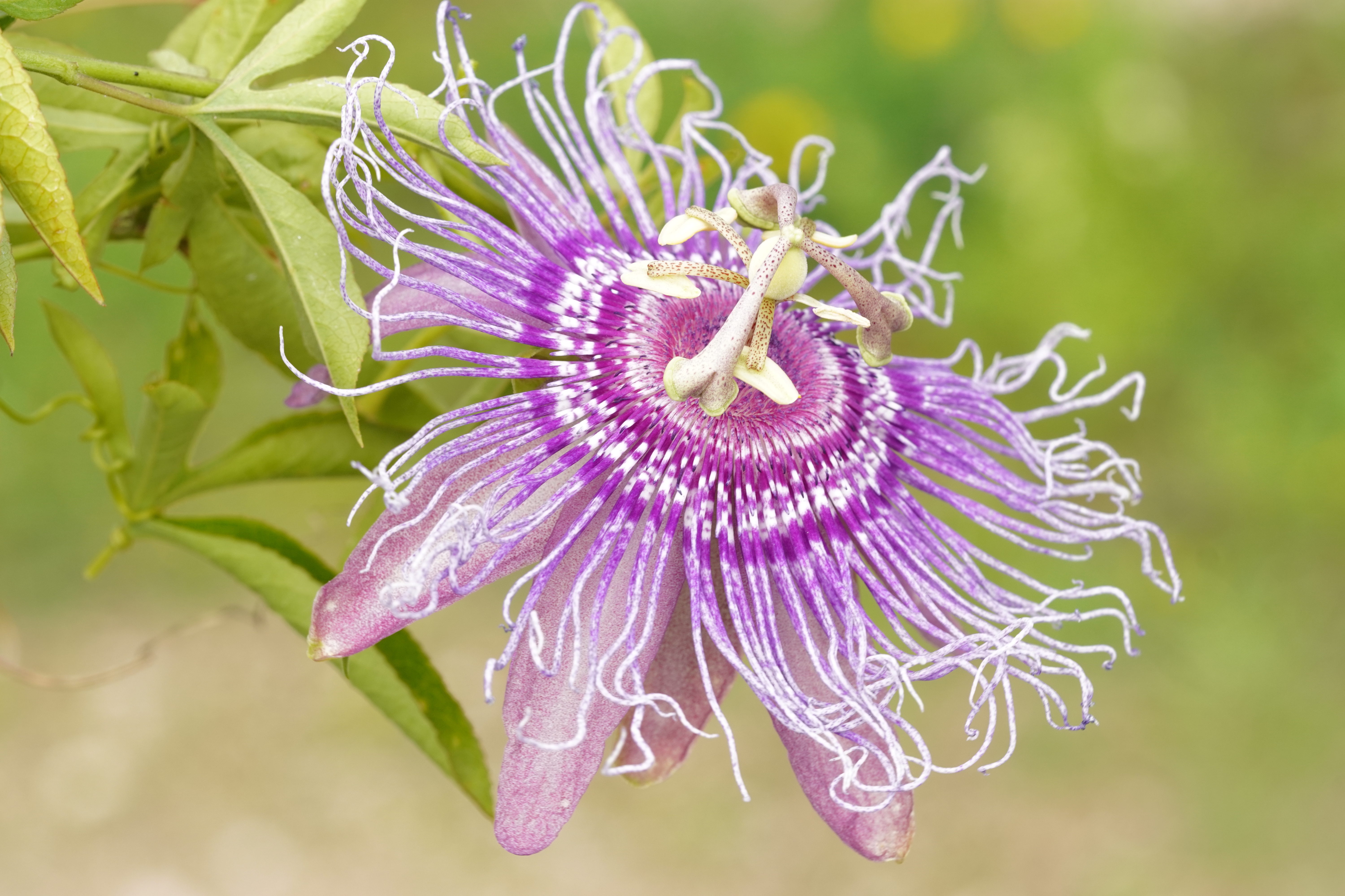 Passiflora 'Incense'