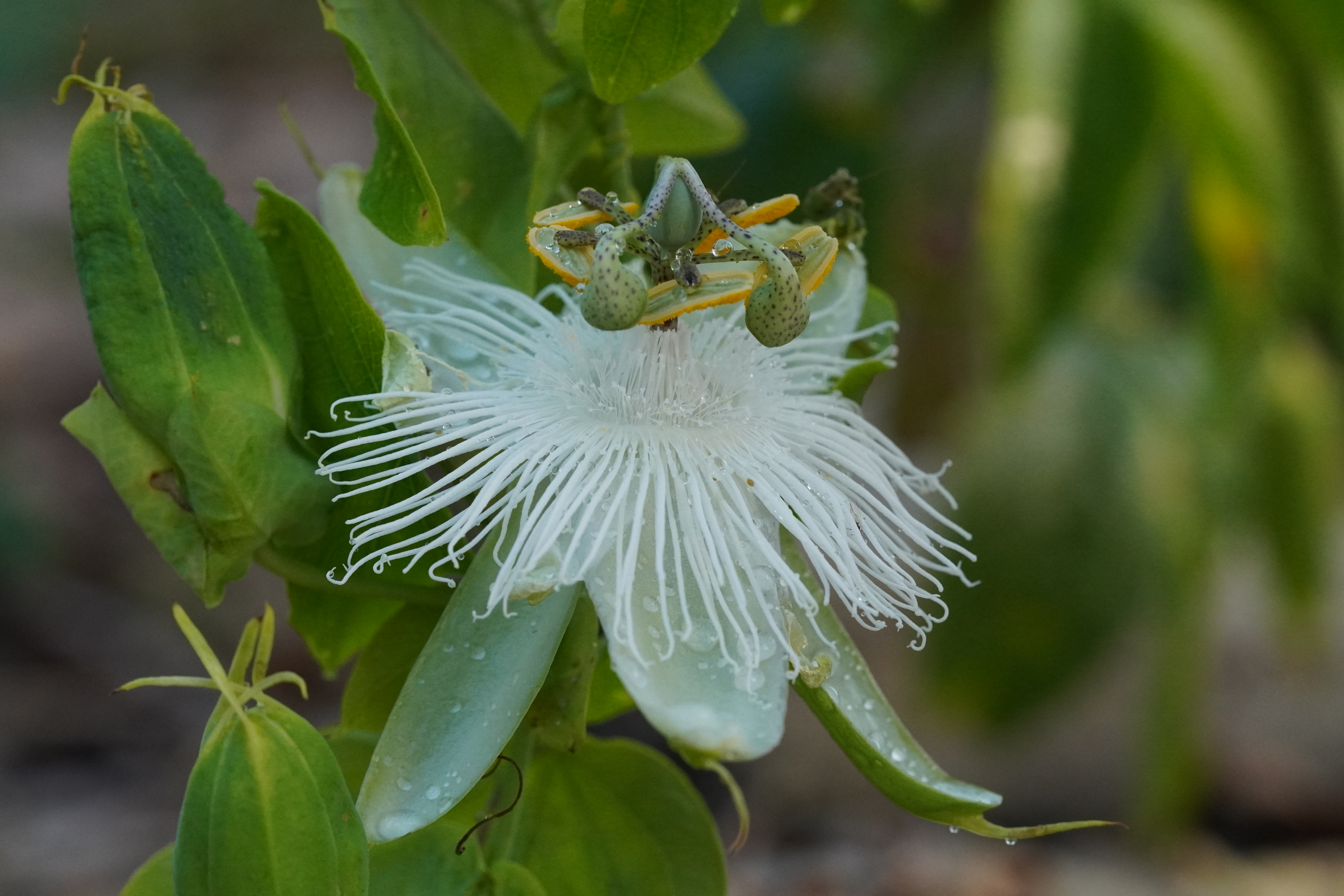 Passiflora eichleriana
