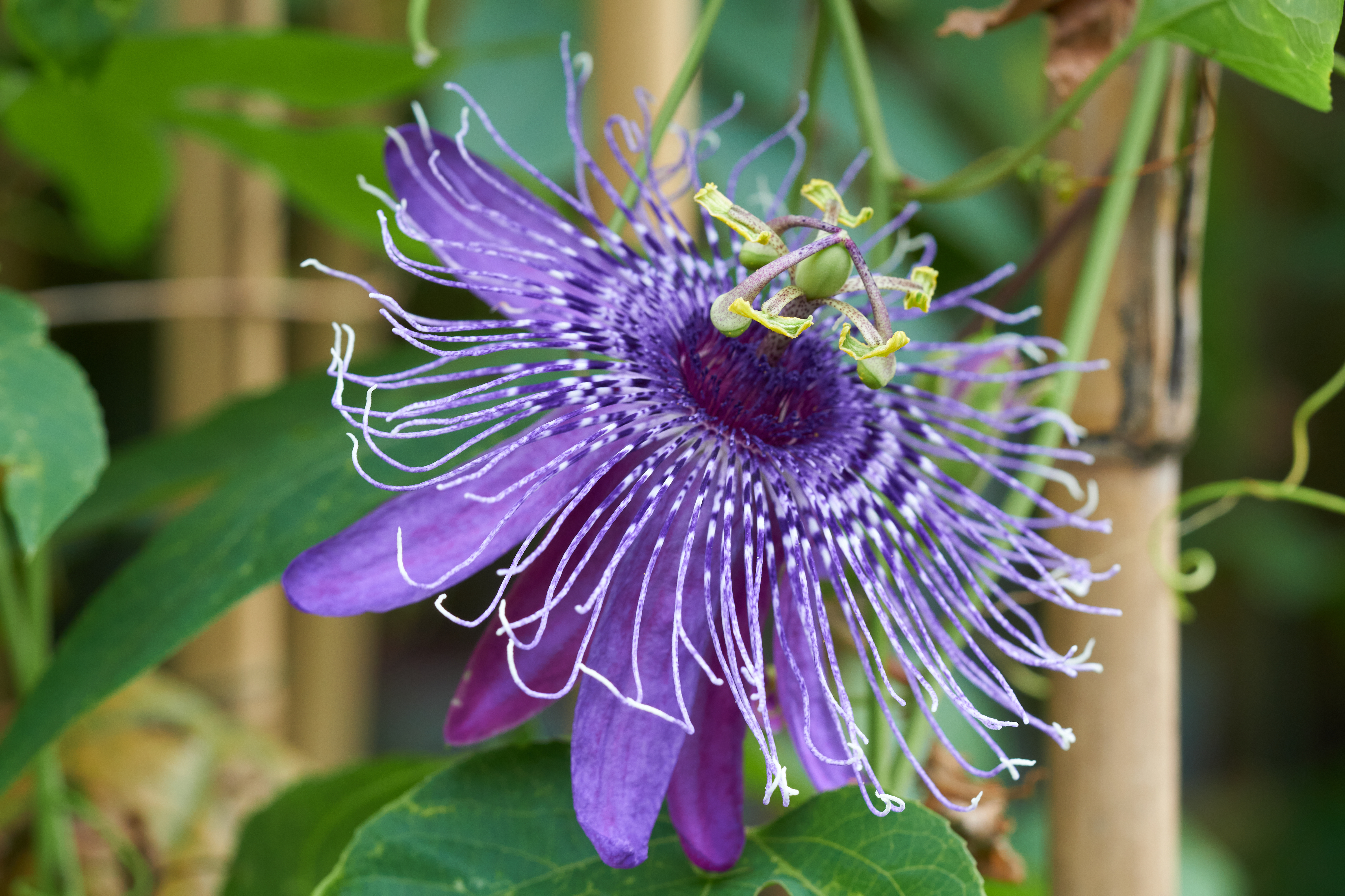 Passiflora 'La Lucchese'