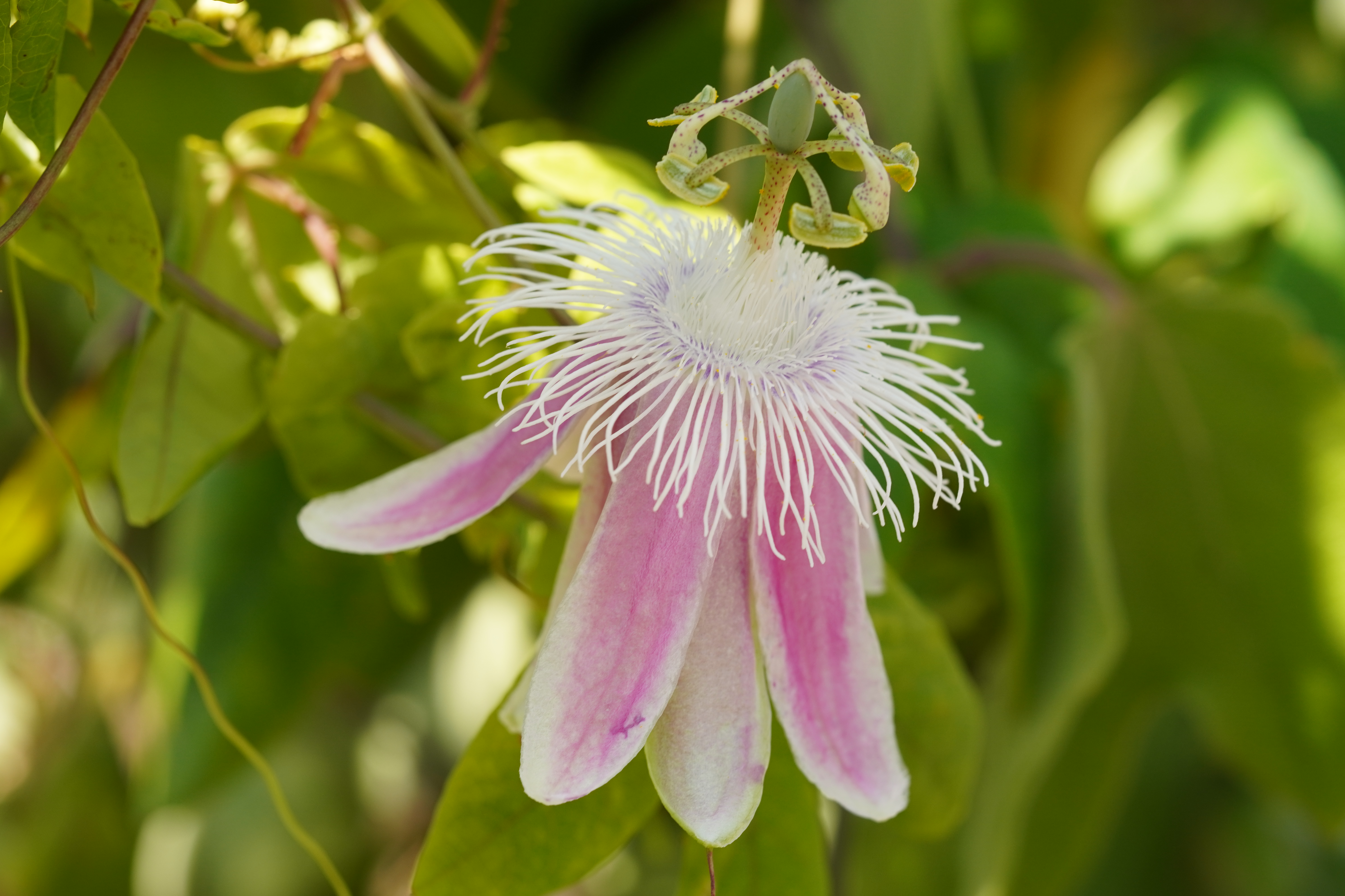 Passiflora 'Angelface'