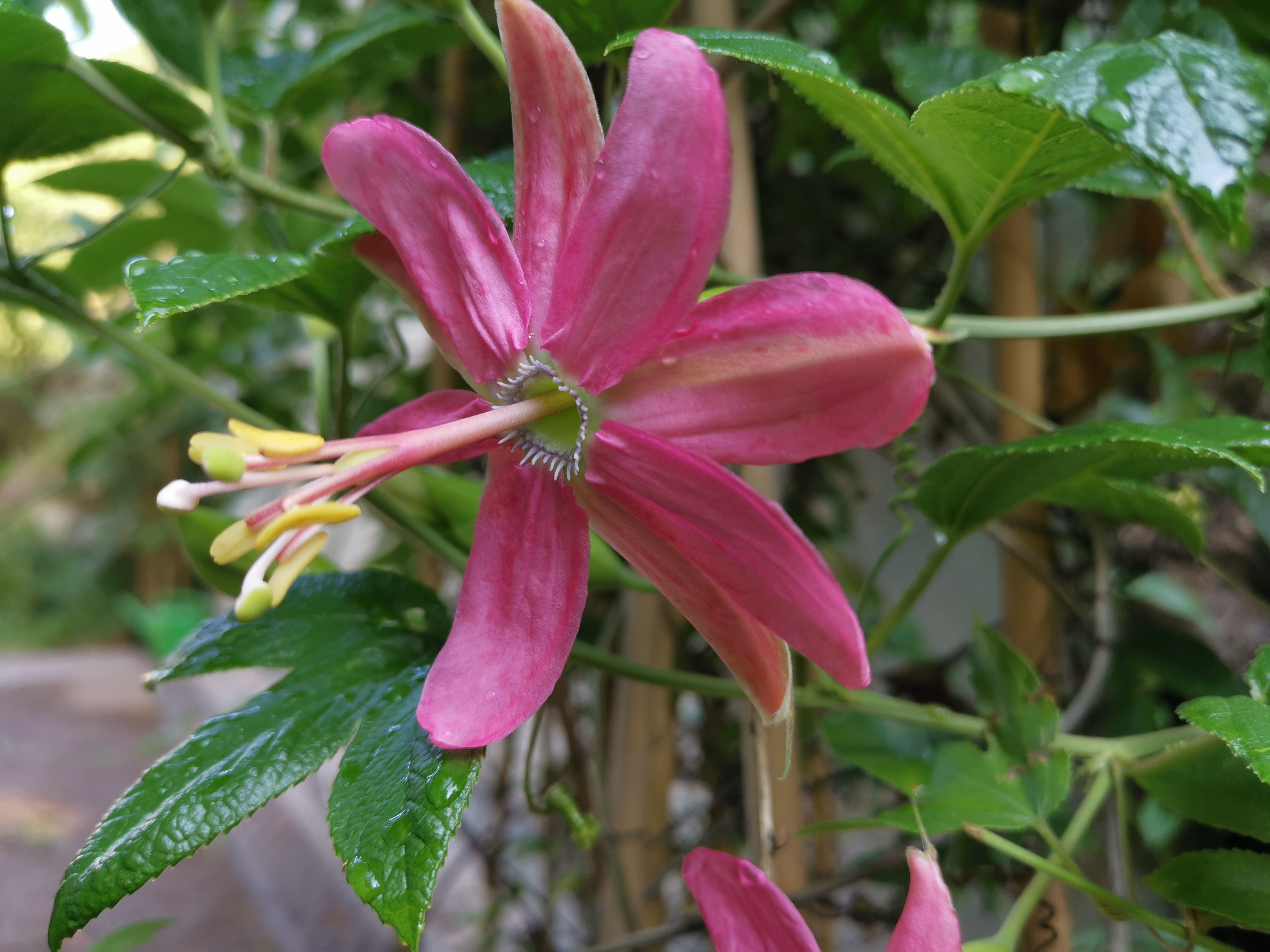 Passiflora 'Delicato'
